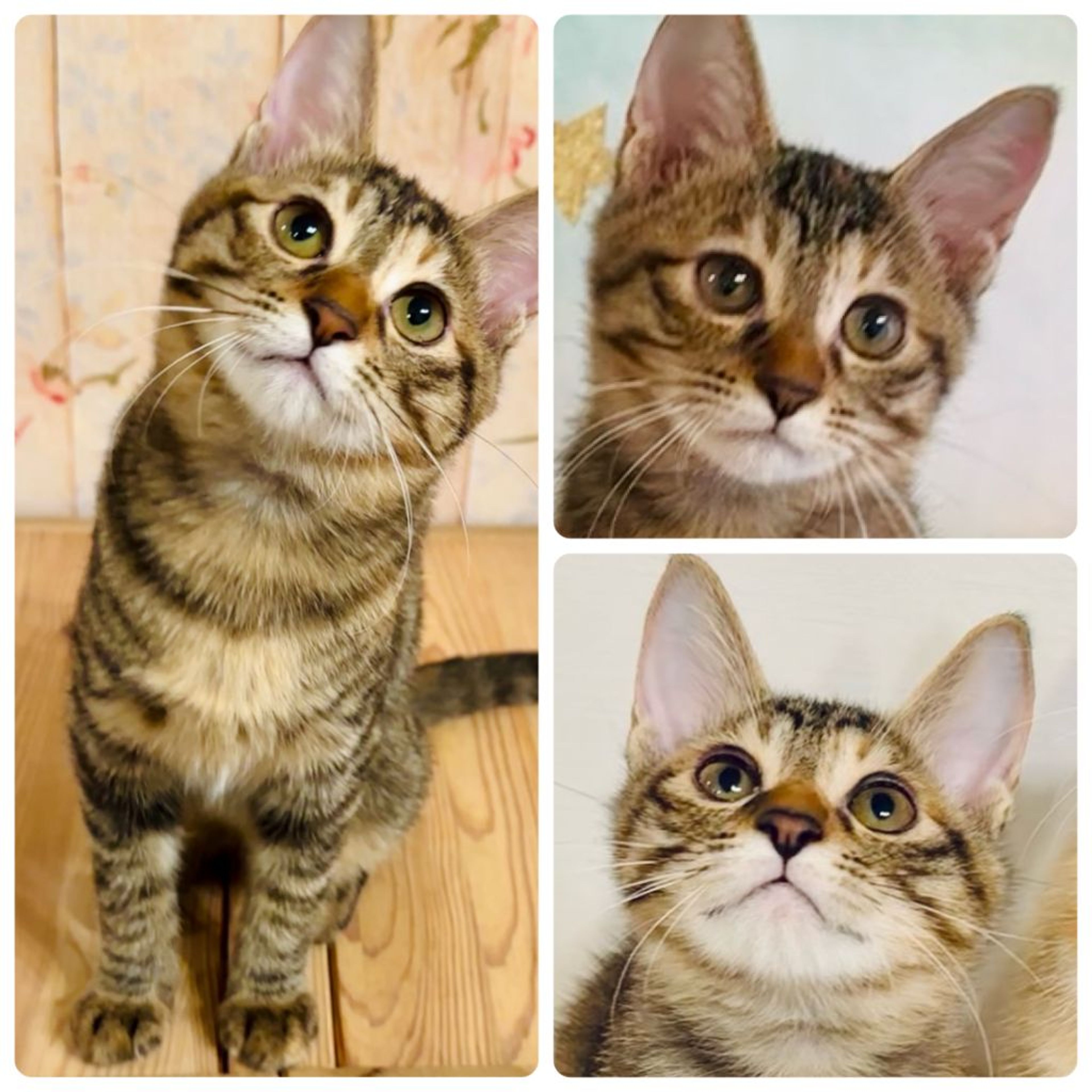 pet-image-9