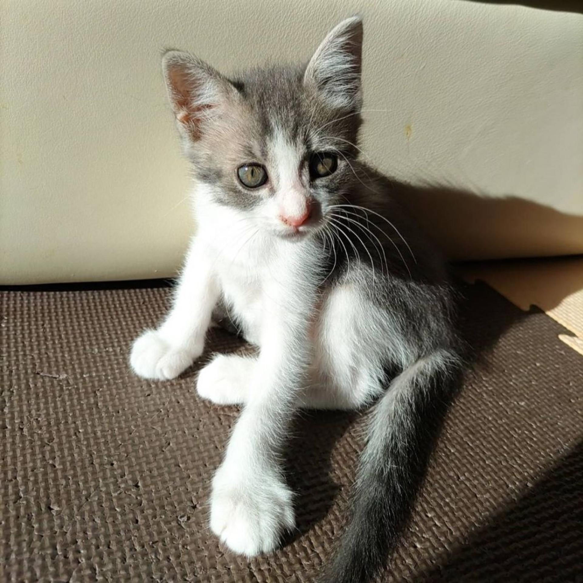 pet-image-4