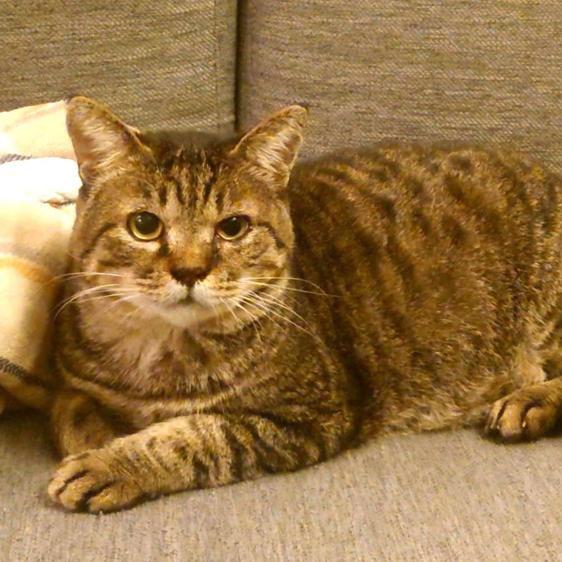 雑種（ミックス猫）・オスの里親募集の写真