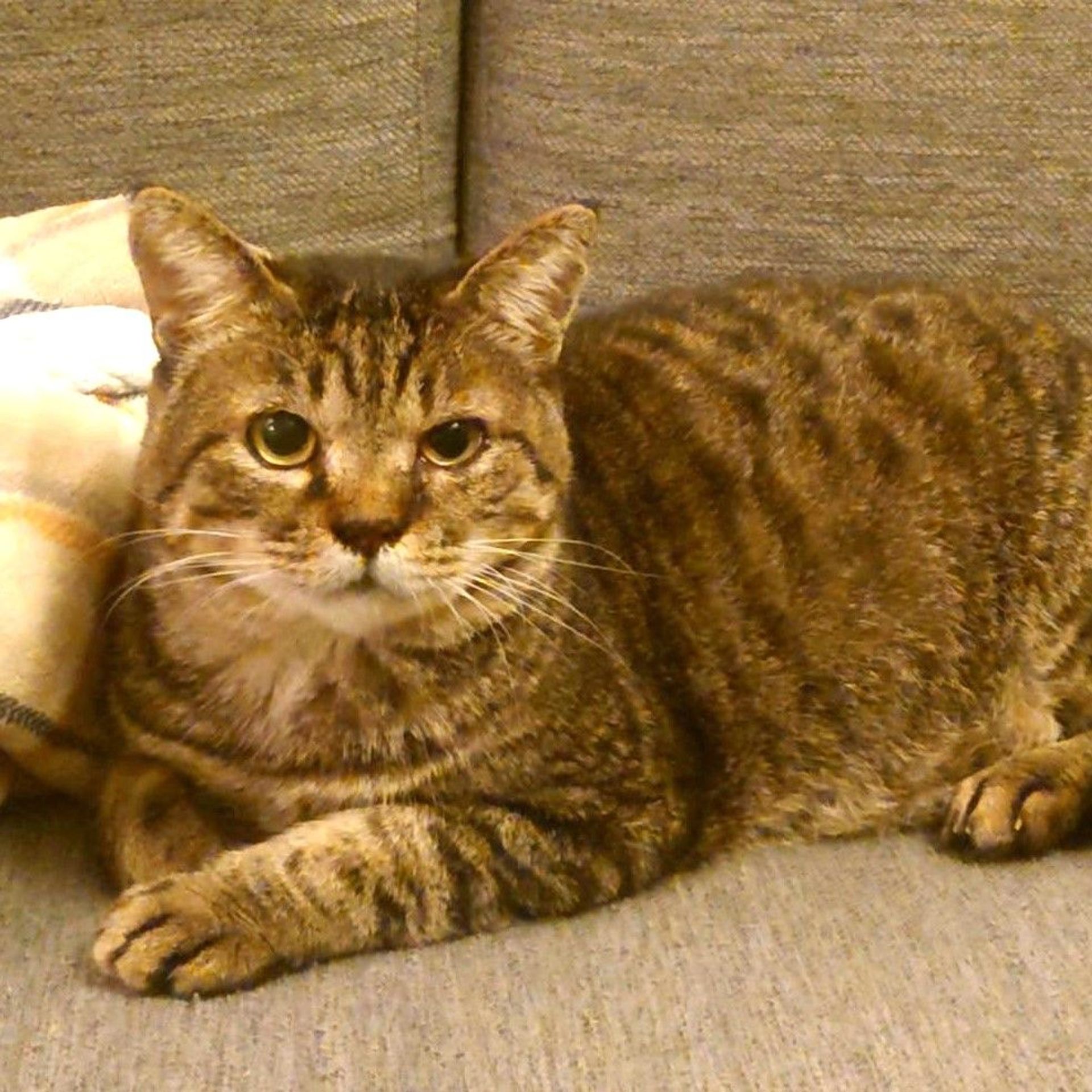 雑種（ミックス猫）・オスの里親募集の写真