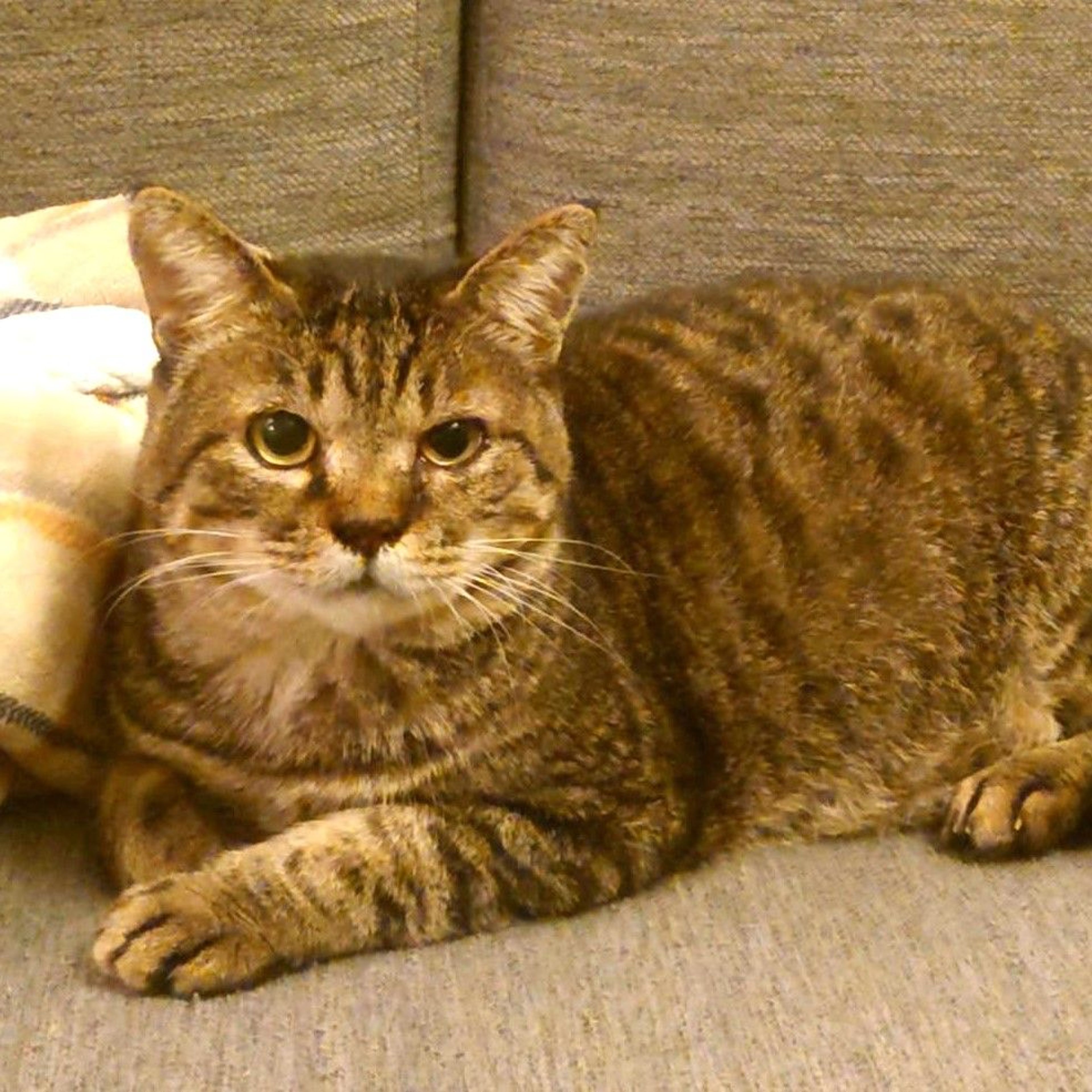 雑種（ミックス猫）・オスの里親募集の写真