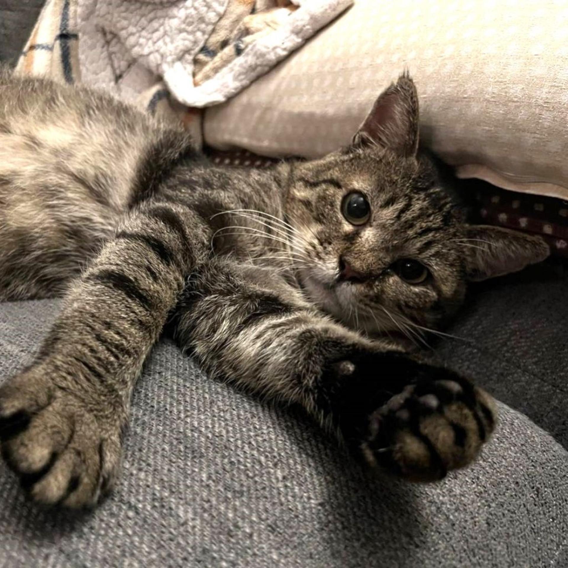 pet-image-3