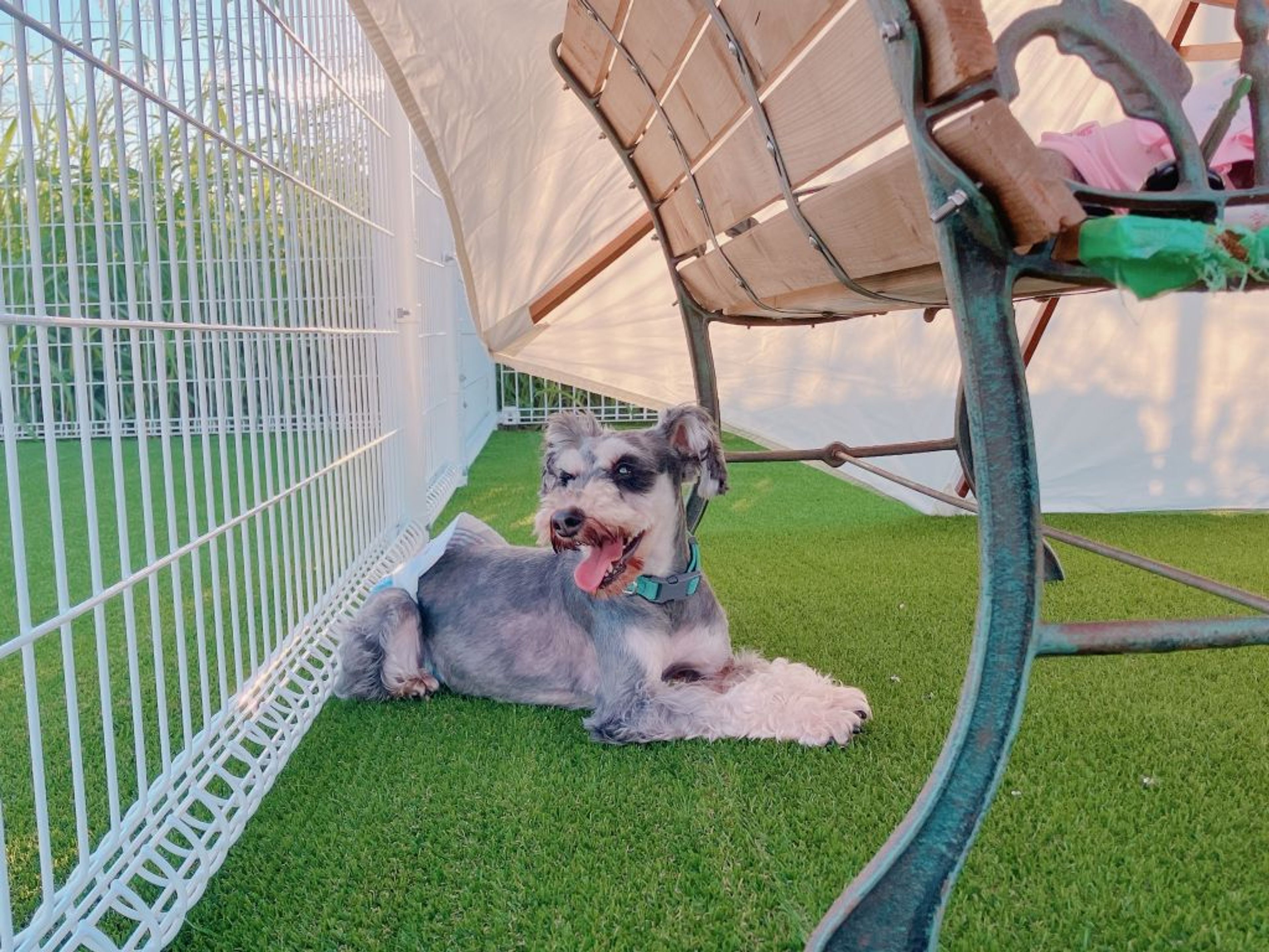 pet-image-2