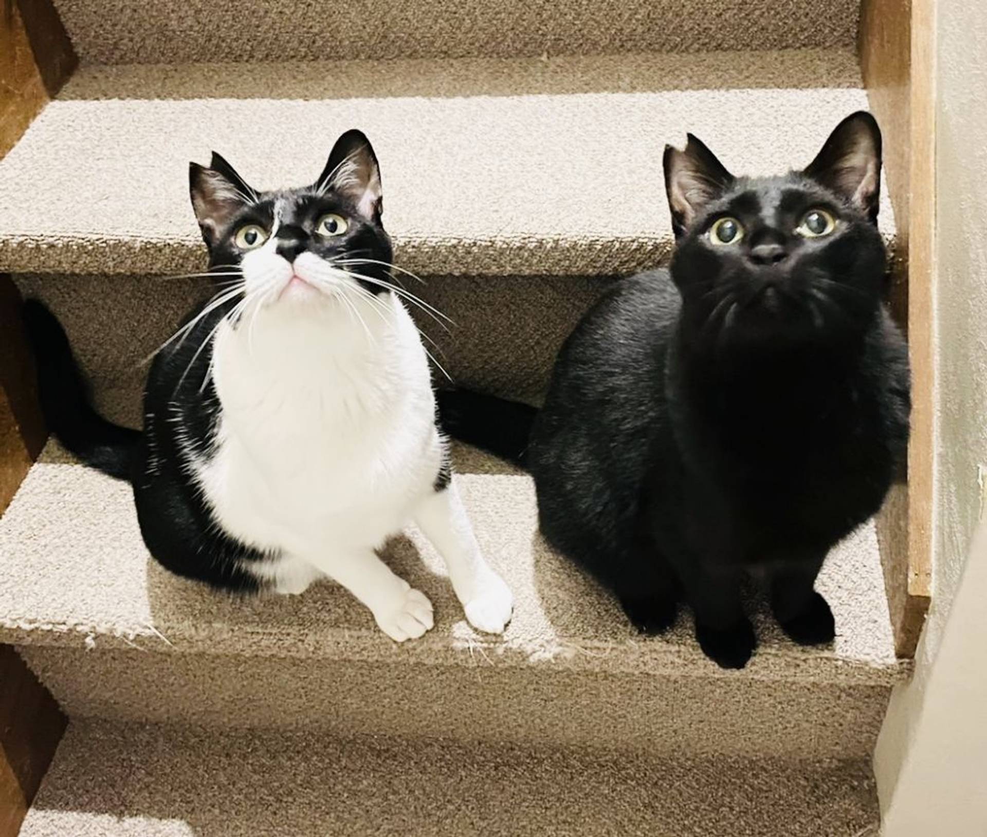 雑種（ミックス猫）・オスの里親募集の写真