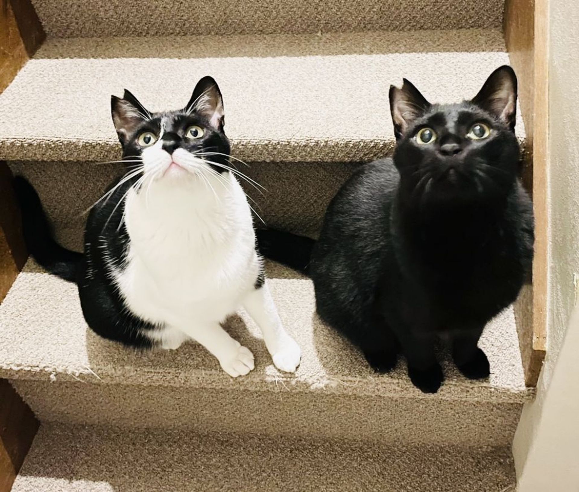 雑種（ミックス猫）・オスの里親募集の写真