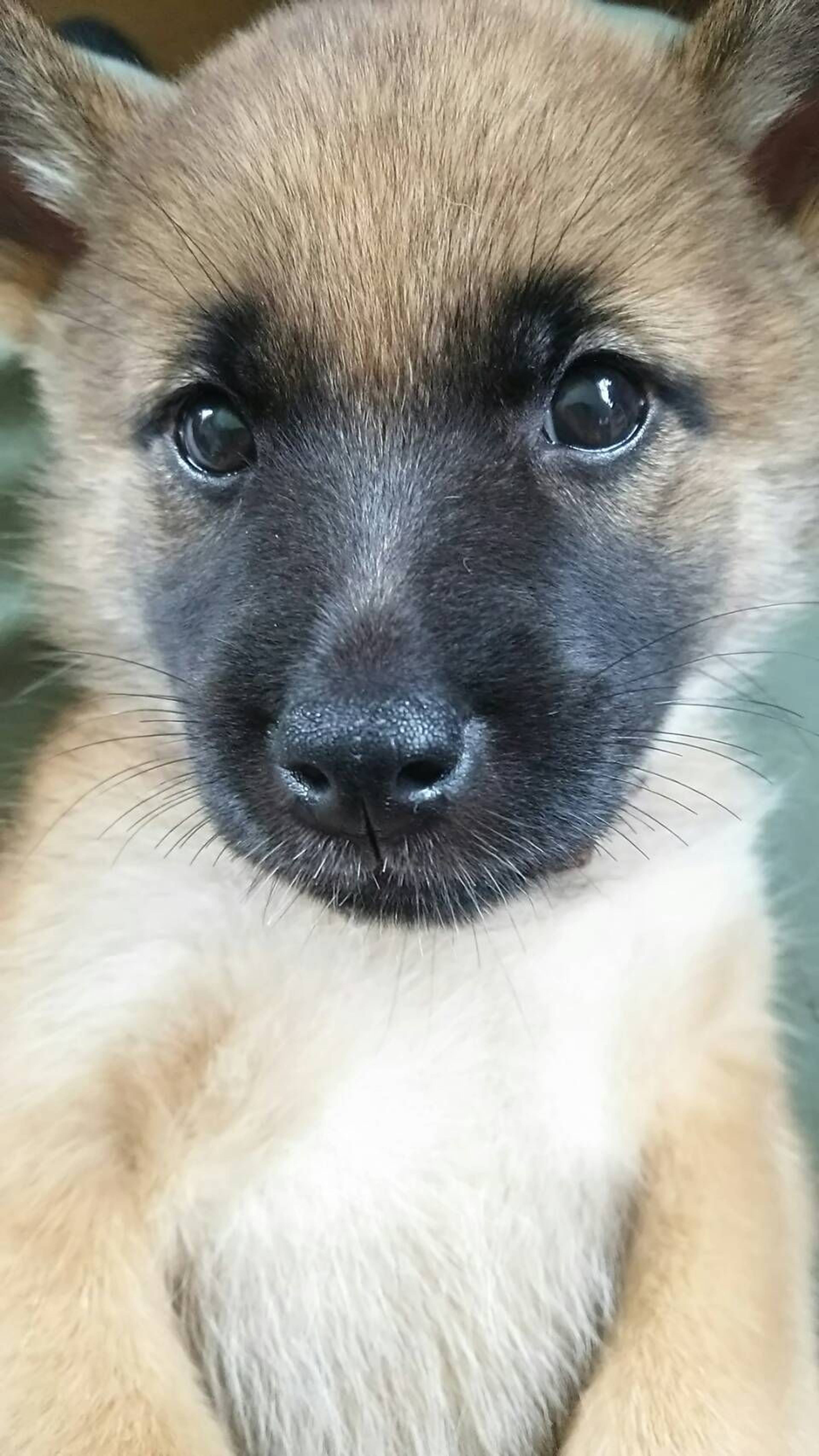 雑種（ミックス犬）・メスの里親募集の写真