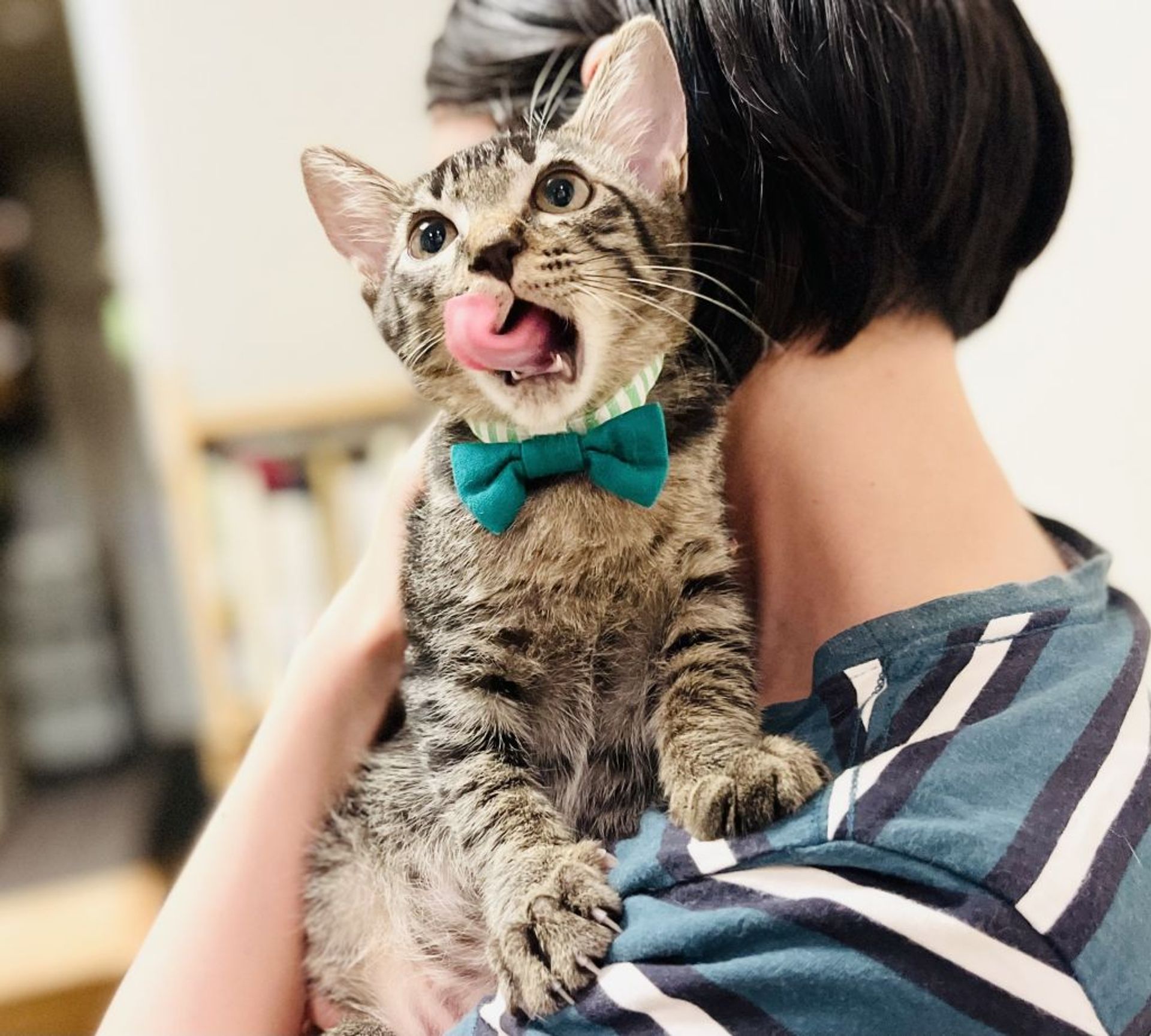 雑種（ミックス猫）・オスの里親募集の写真