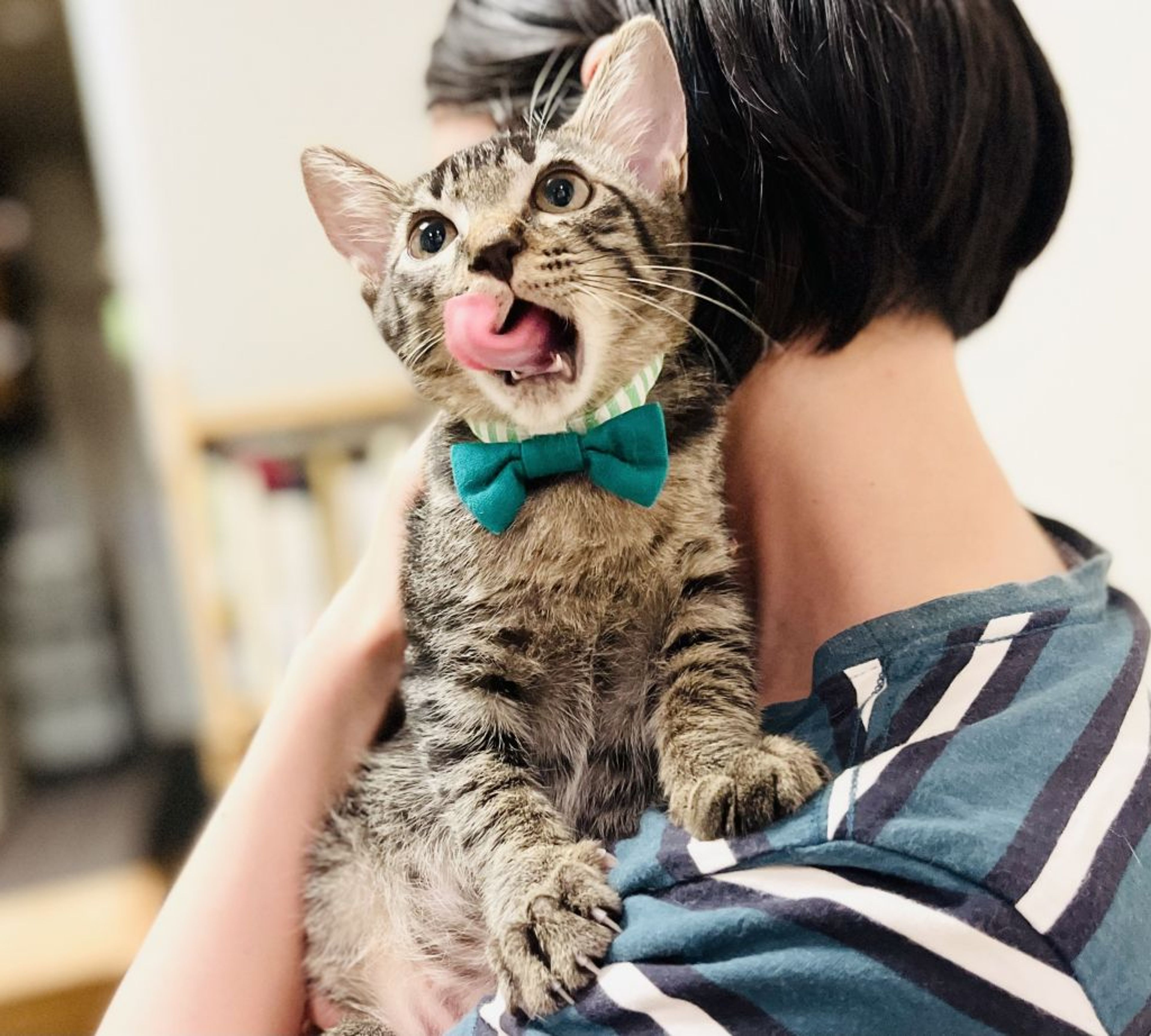 雑種（ミックス猫）・オスの里親募集の写真