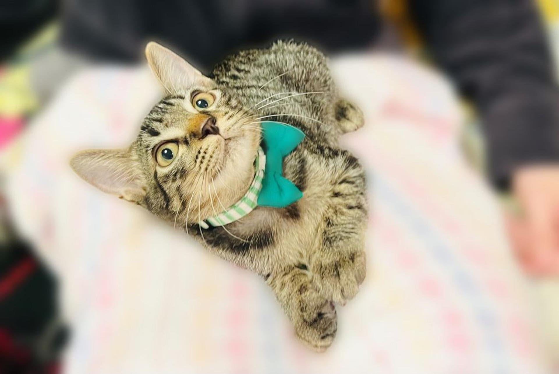 pet-image-2