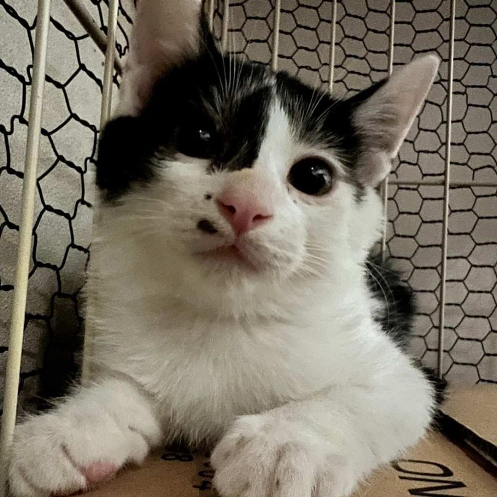 pet-image-2