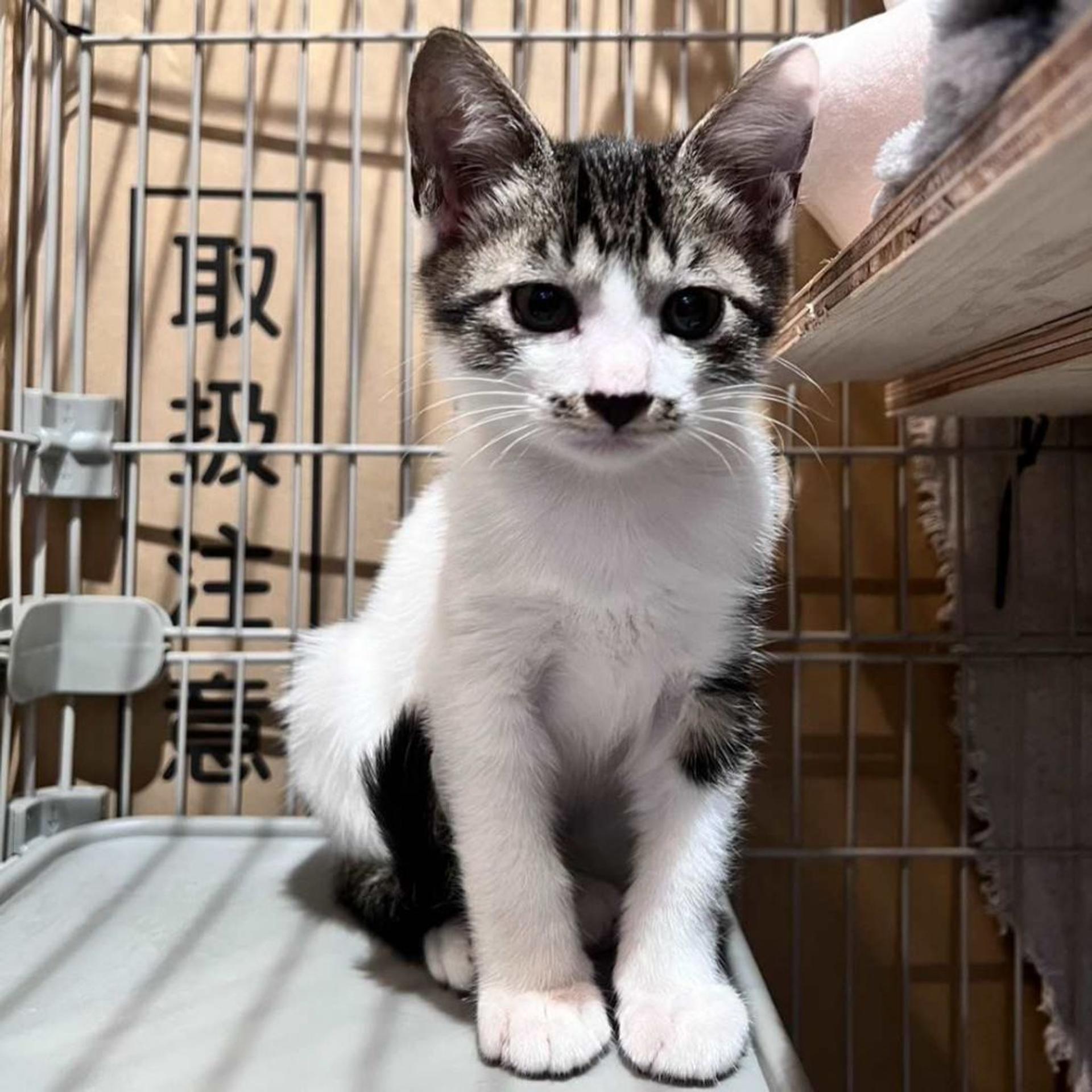 pet-image-3