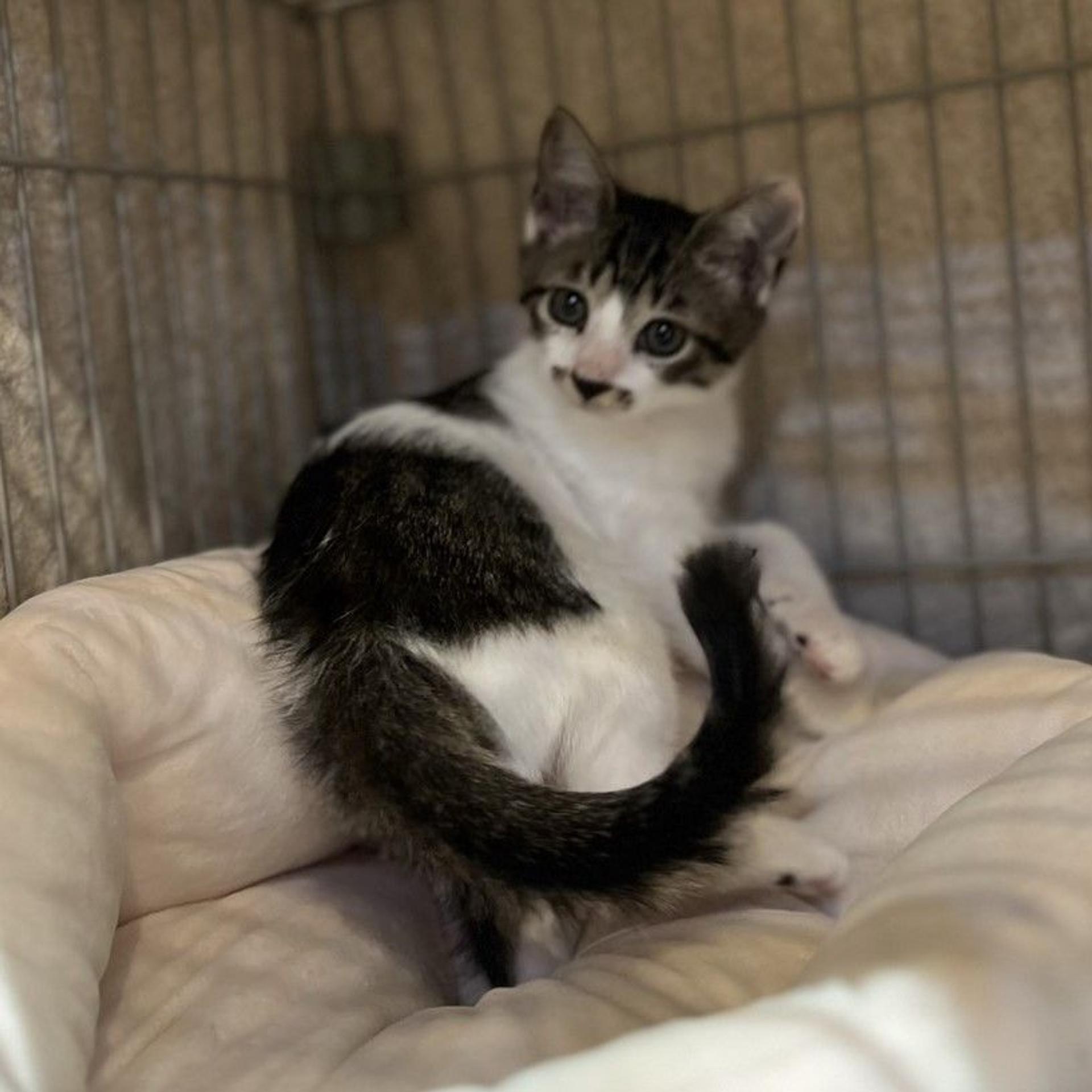 pet-image-5