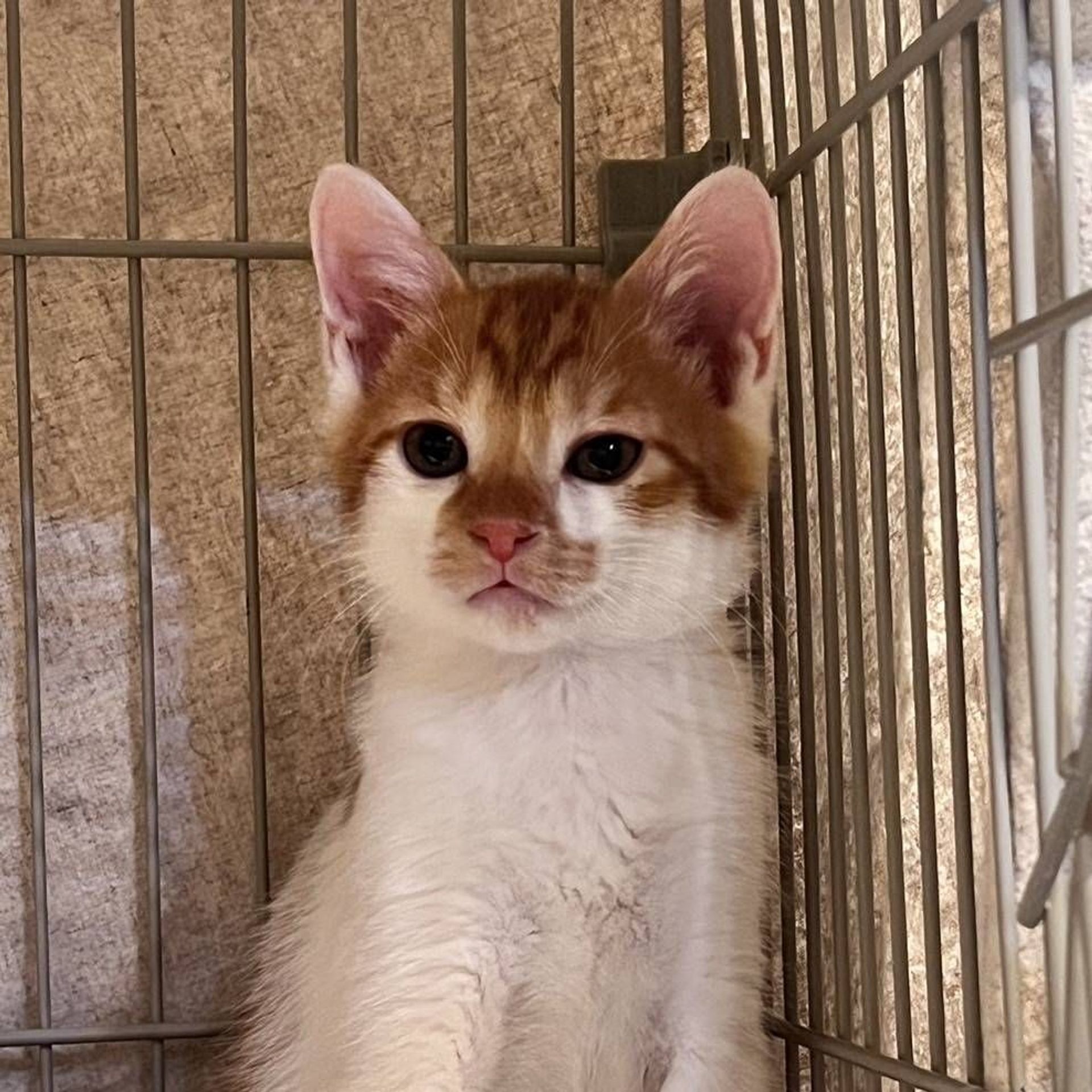 雑種（ミックス猫）・オスの里親募集の写真