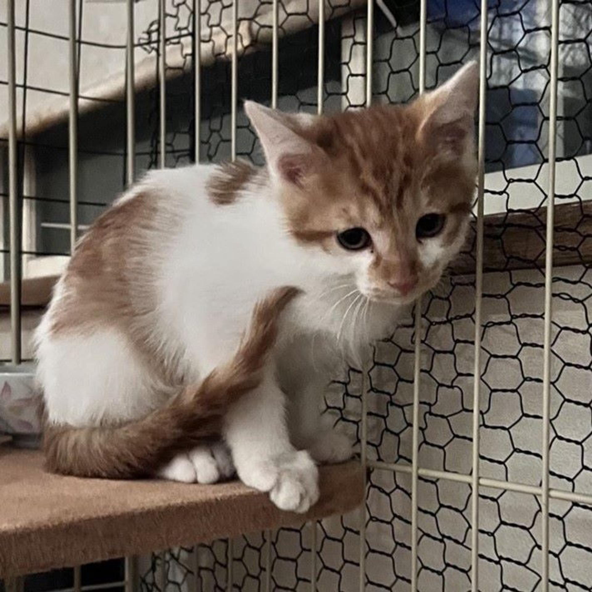 pet-image-3