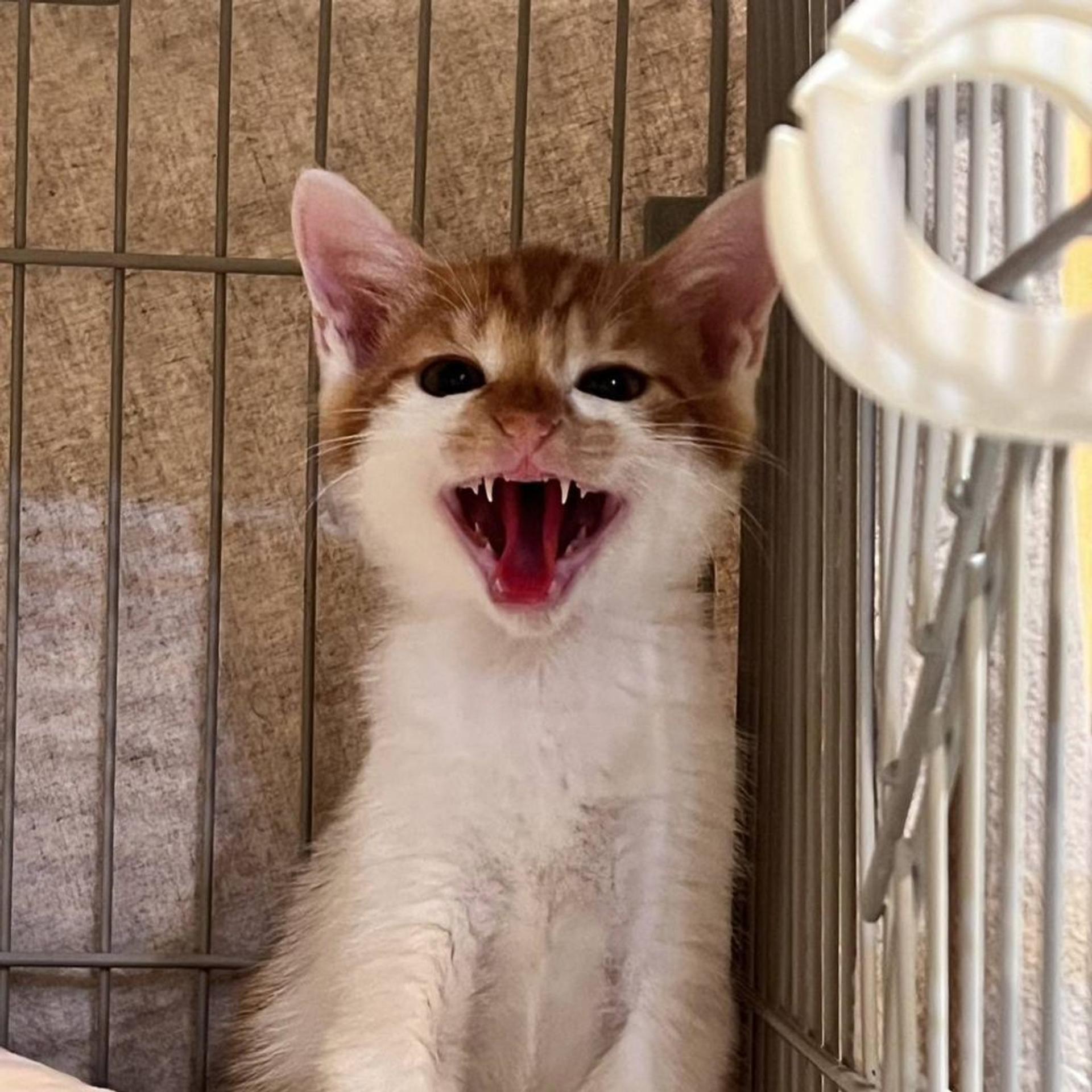 pet-image-4