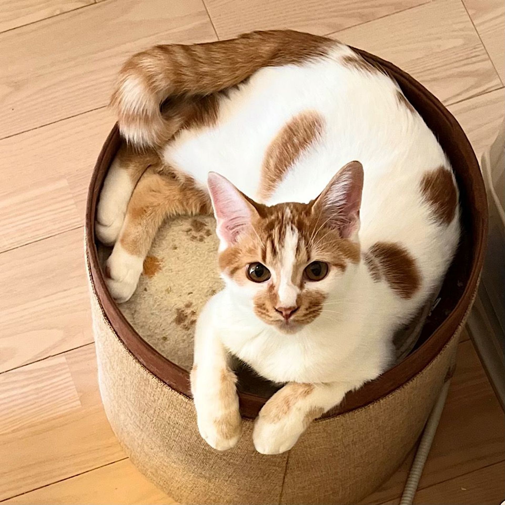 雑種（ミックス猫）・オスの里親募集の写真