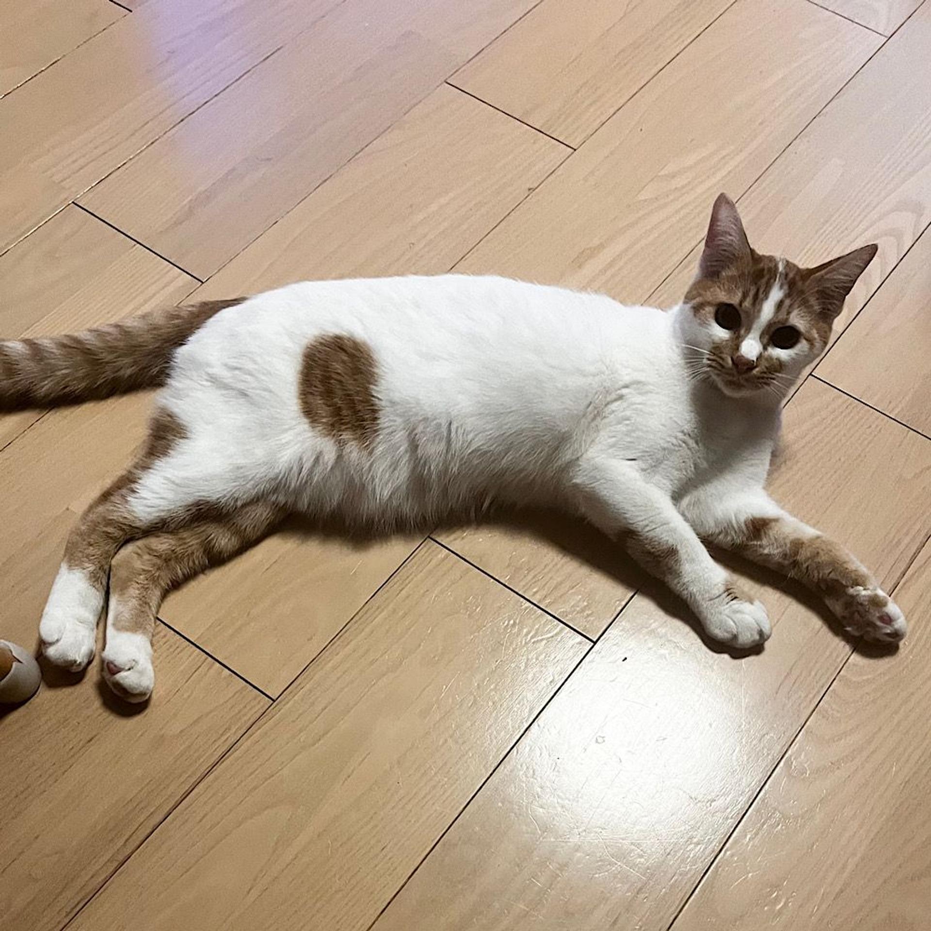 pet-image-5