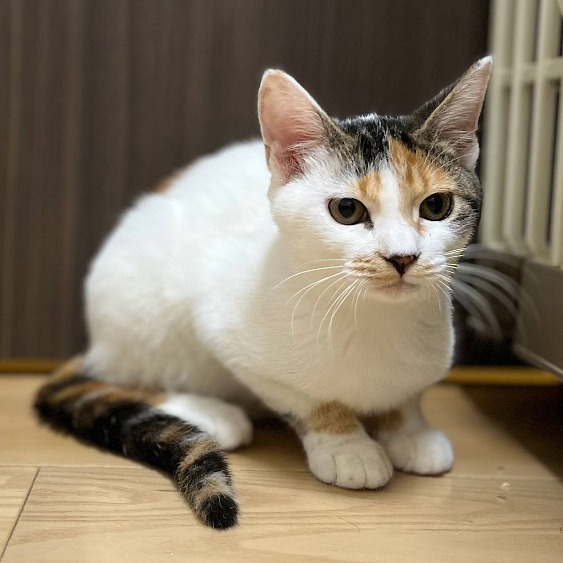 雑種（ミックス猫）・メスの里親募集の写真