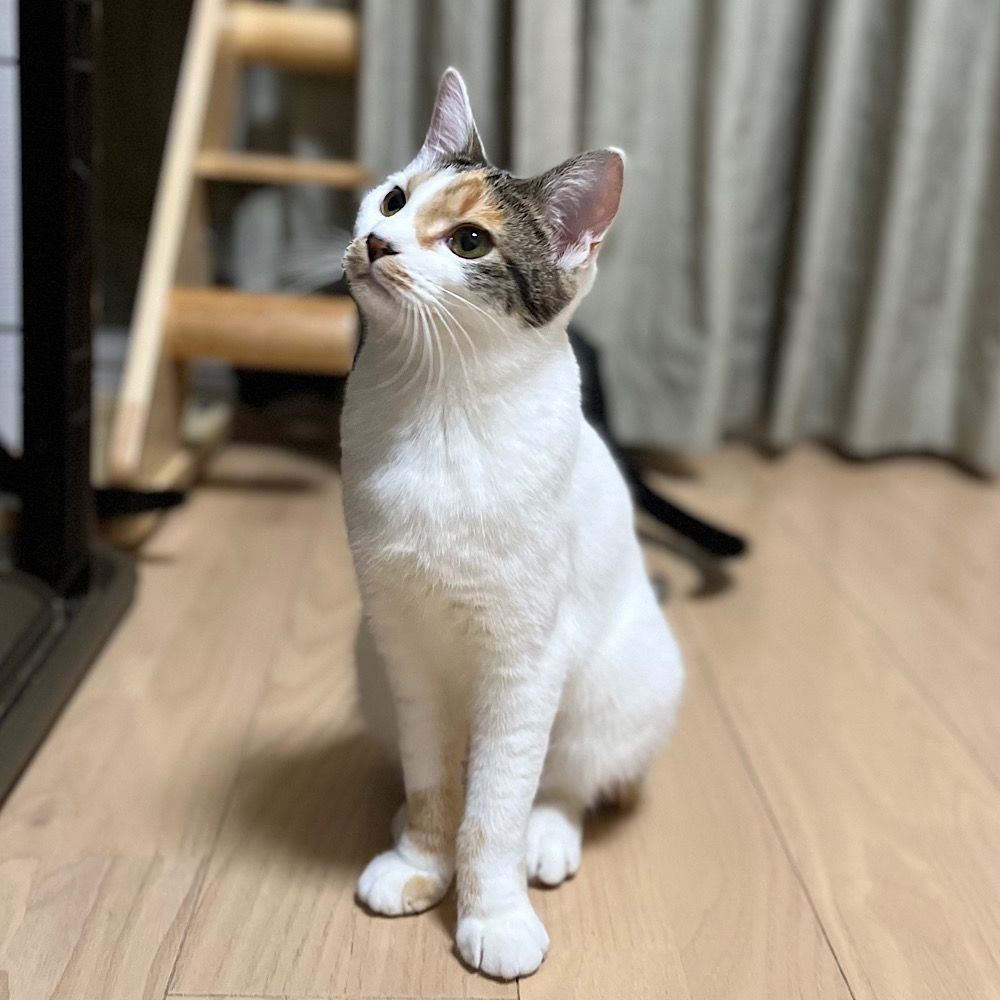 雑種の三毛 無邪気な白三毛！小さいけど元気！ | 雑種（ミックス猫） | NYAN