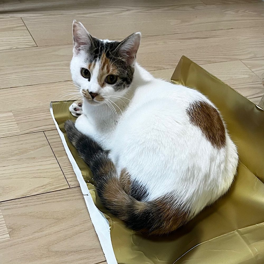 THE 美しい三毛猫 | 雑種（ミックス猫） | ミャオ！ねこのおうち