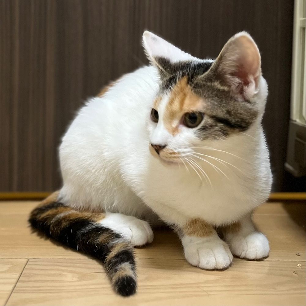 三毛猫プロフ必読※さん専用 Amazon.com: 三毛猫モブは猫缶を稼ぎたい Mobu's Diary