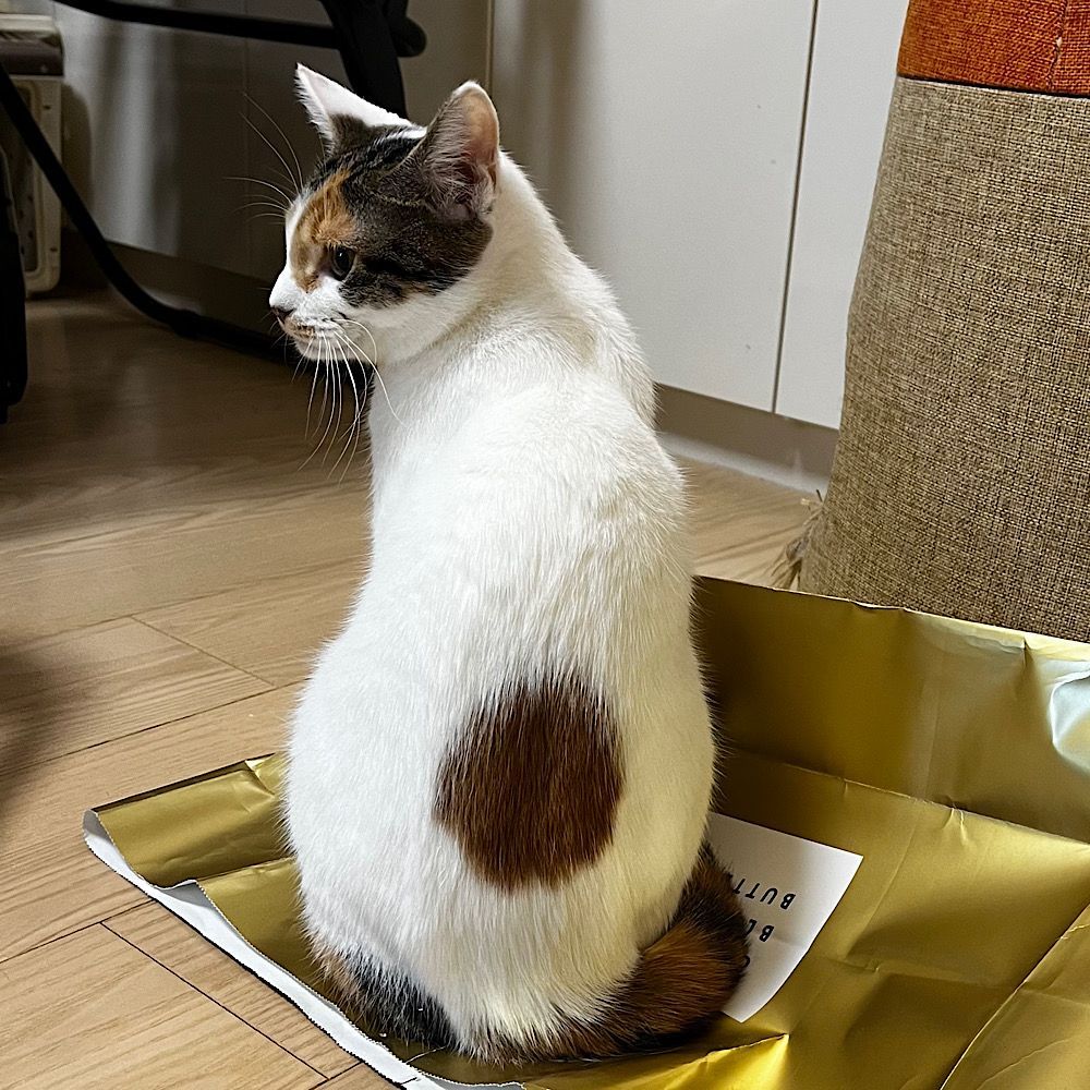 THE 美しい三毛猫 | 雑種（ミックス猫） | ミャオ！ねこのおうち