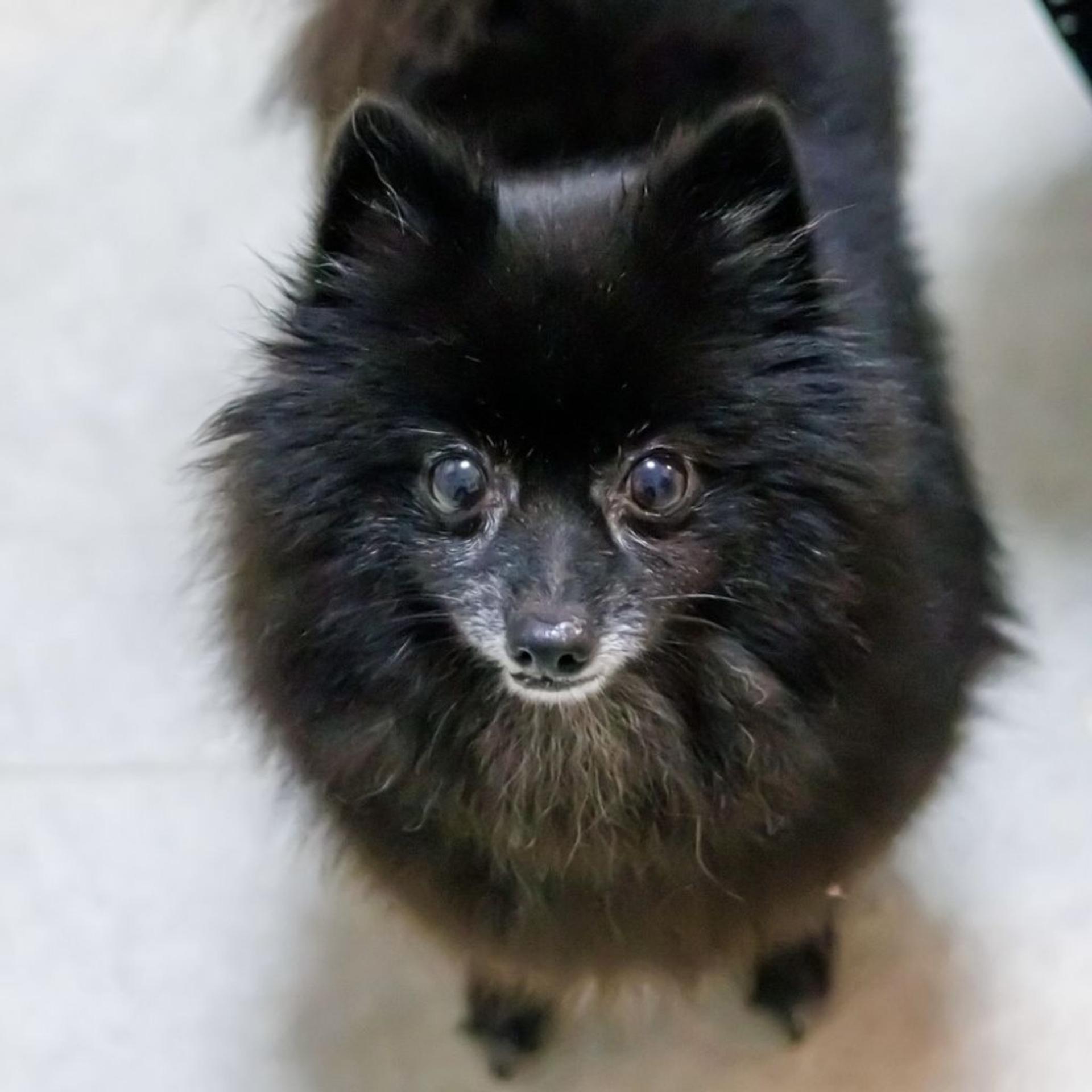 pet-image-2