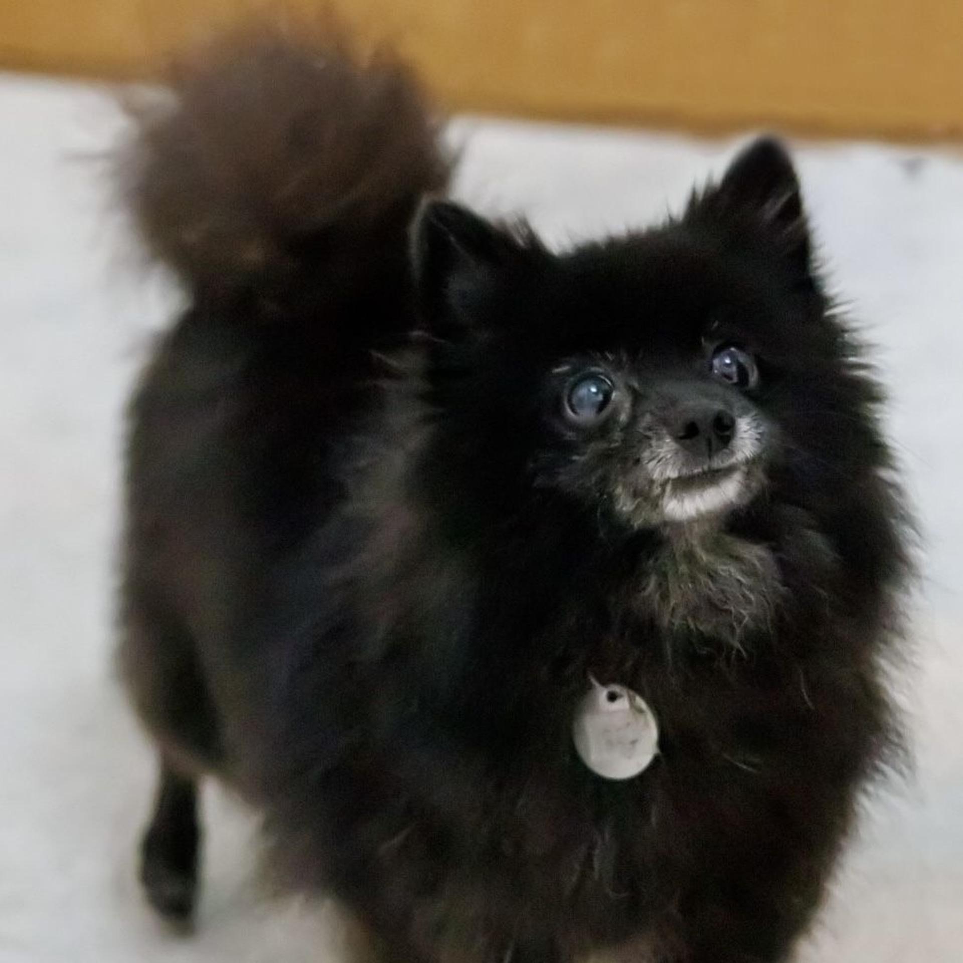 pet-image-3