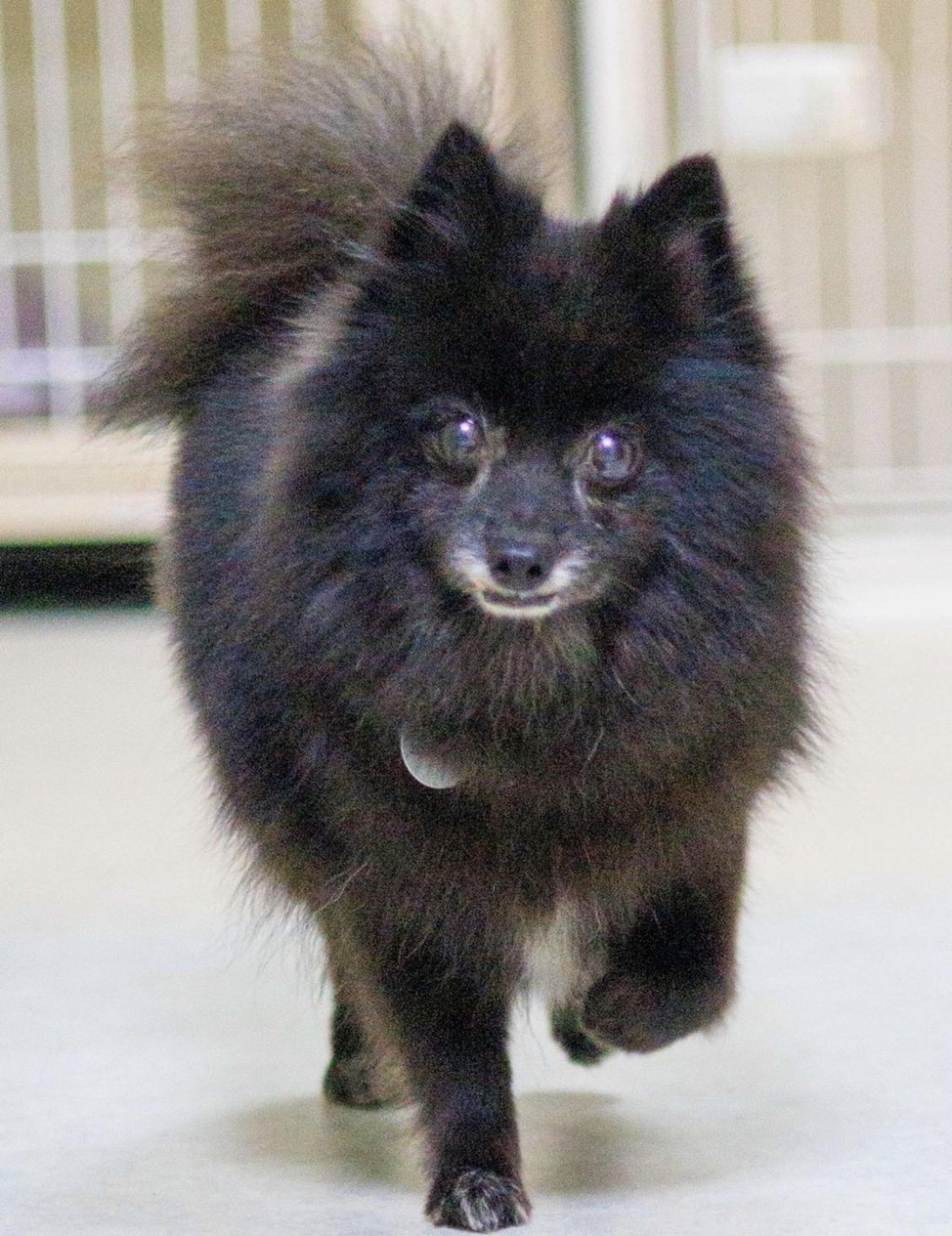 pet-image-5