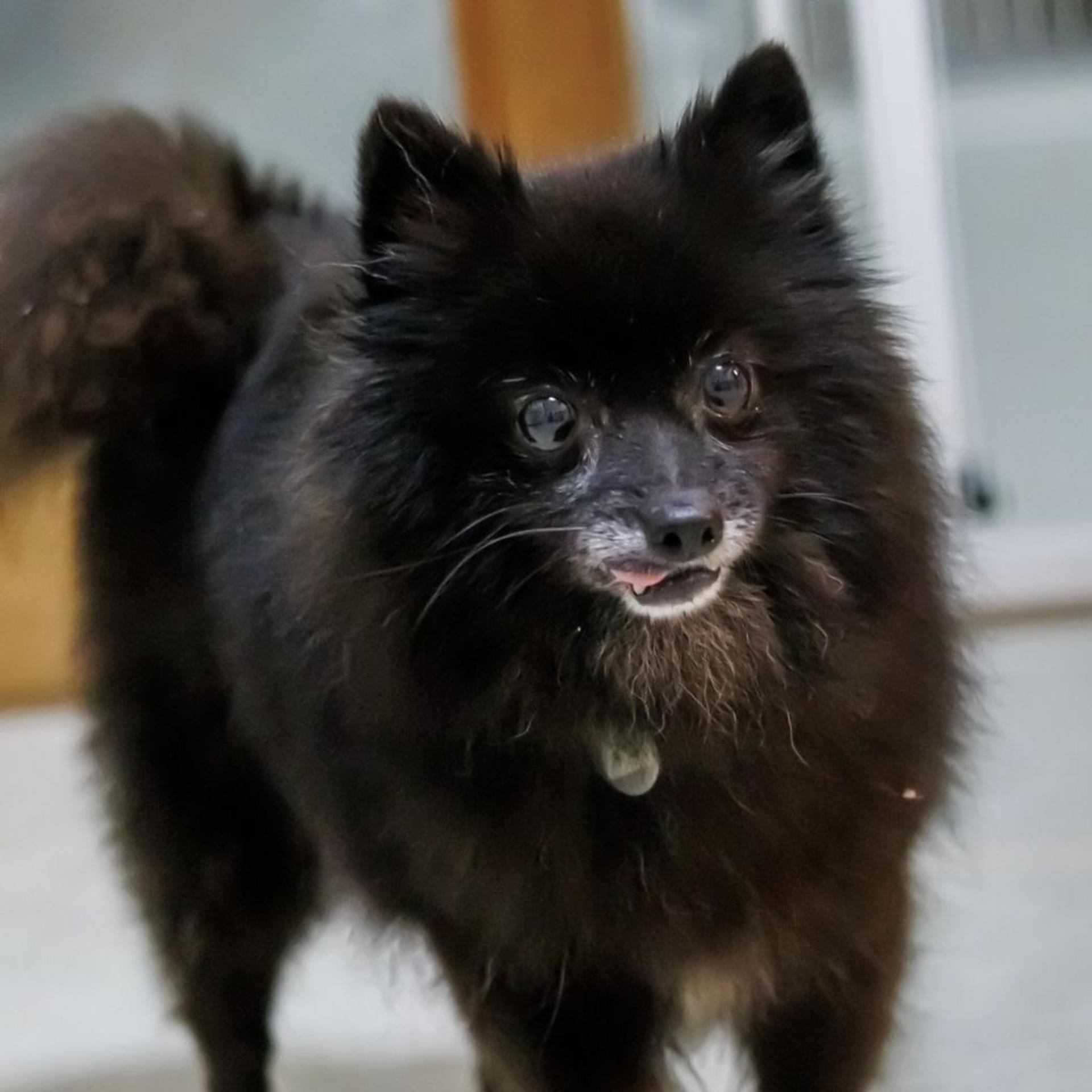 pet-image-6