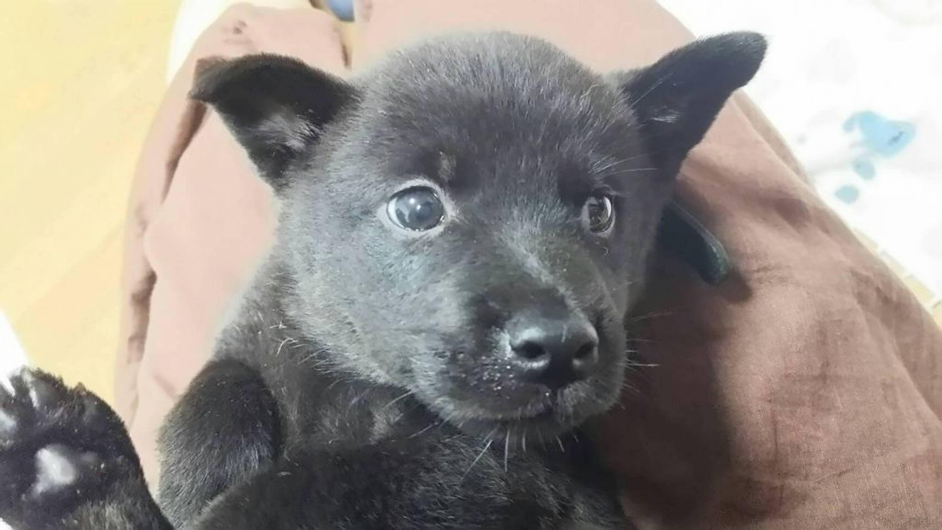 雑種（ミックス犬）・オスの里親募集の写真