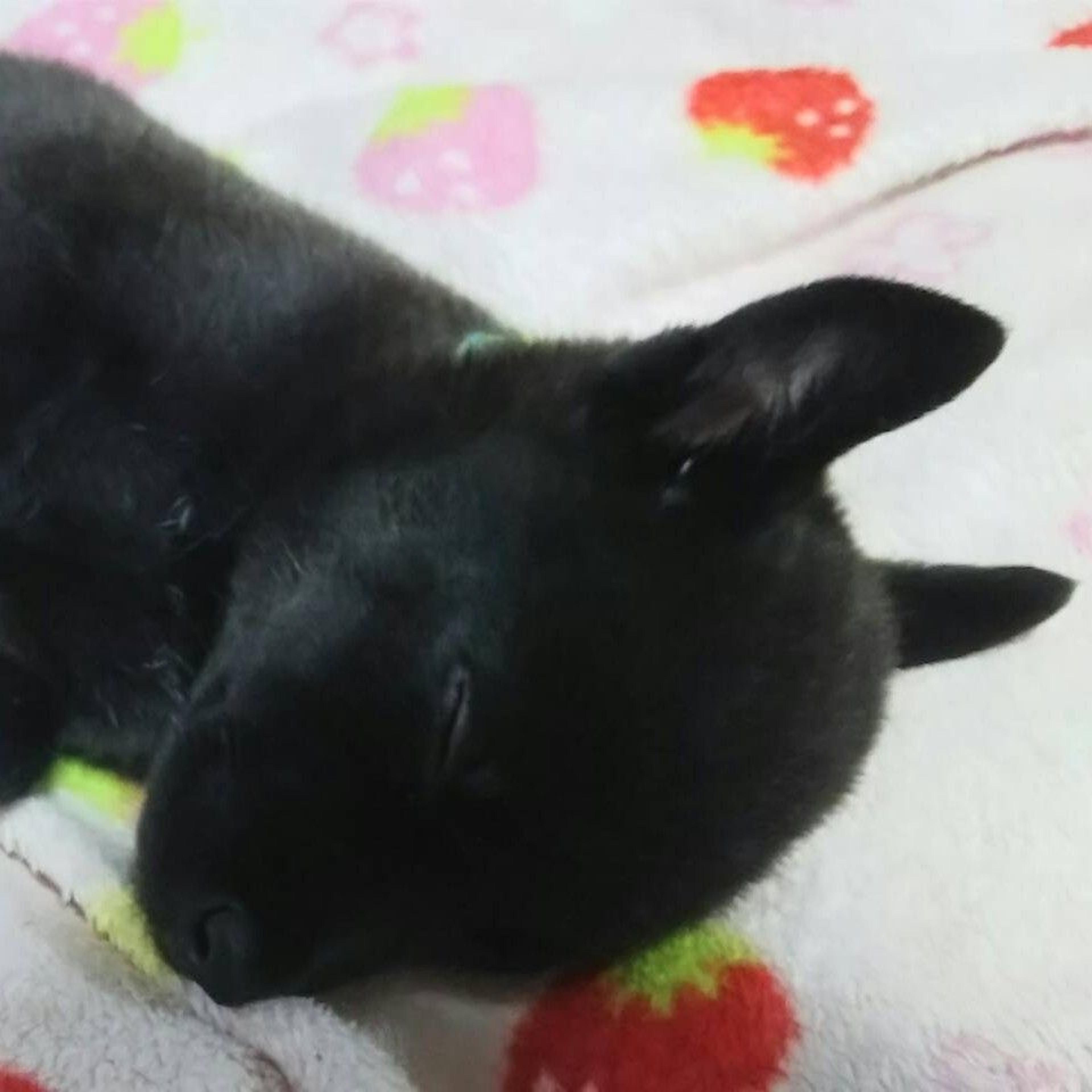 pet-image-3