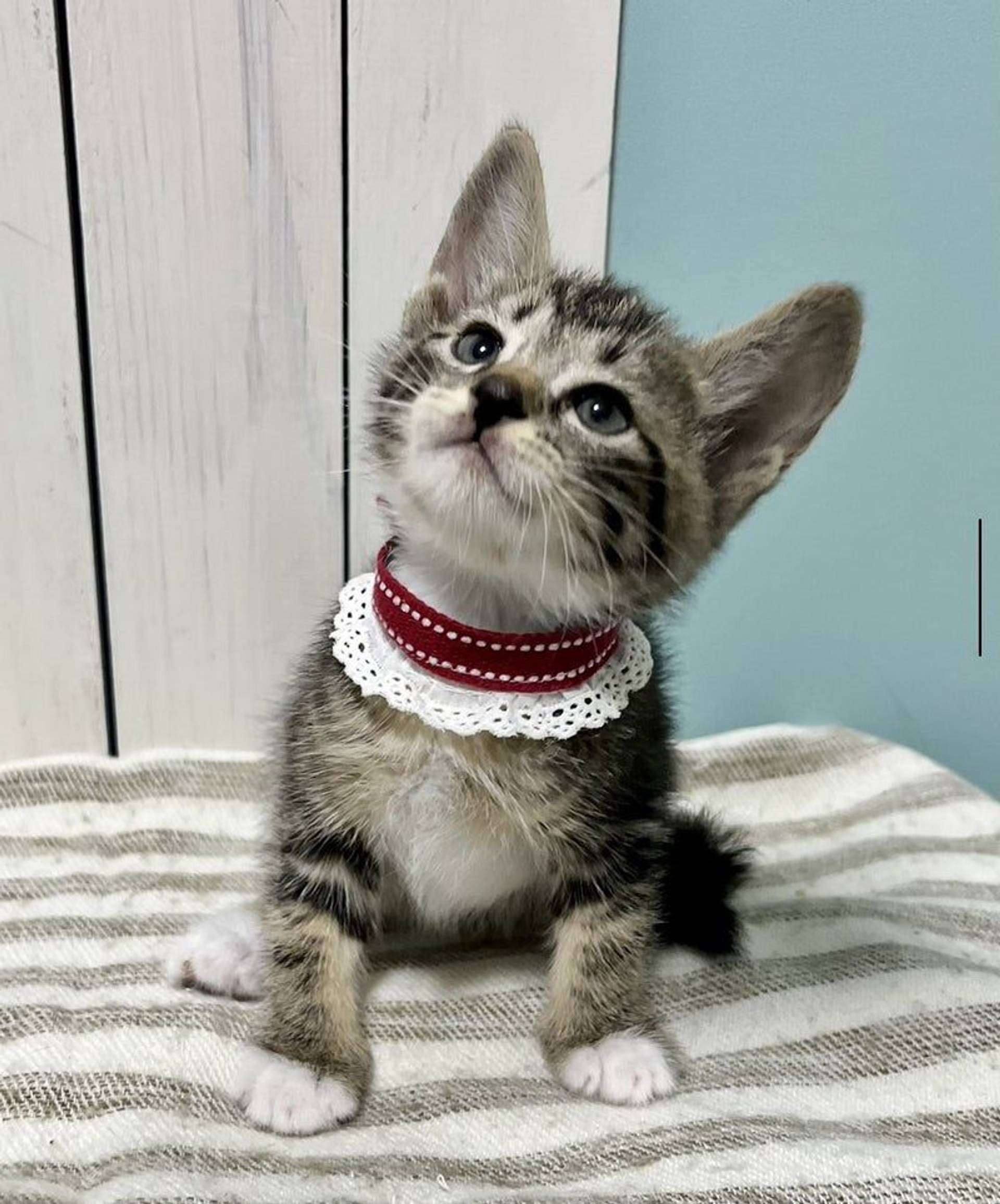 雑種（ミックス猫）・オスの里親募集の写真