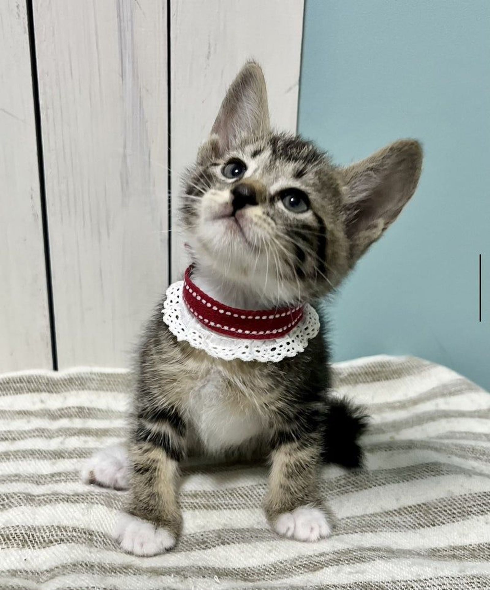 雑種（ミックス猫）・オスの里親募集の写真