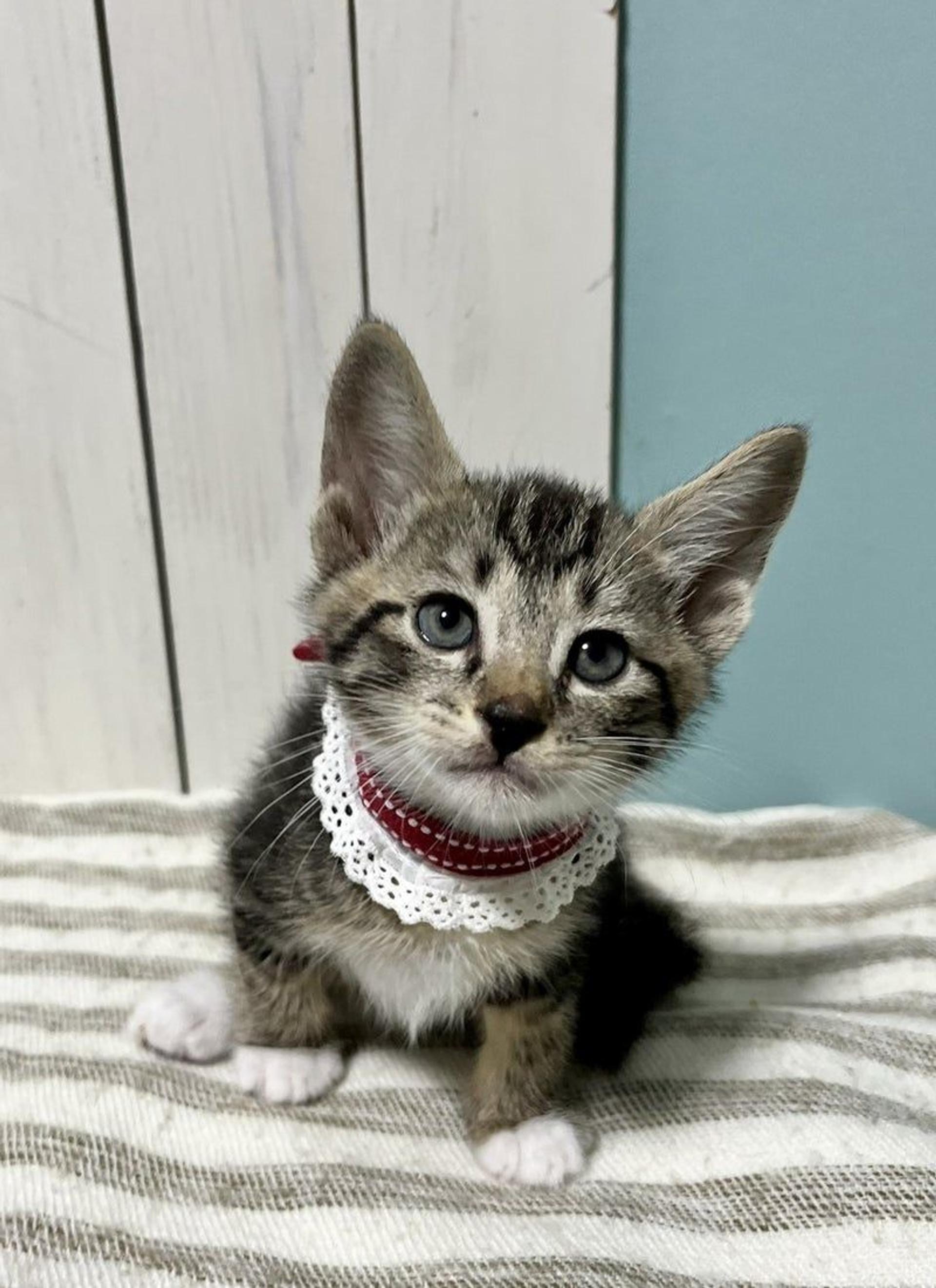 pet-image-2