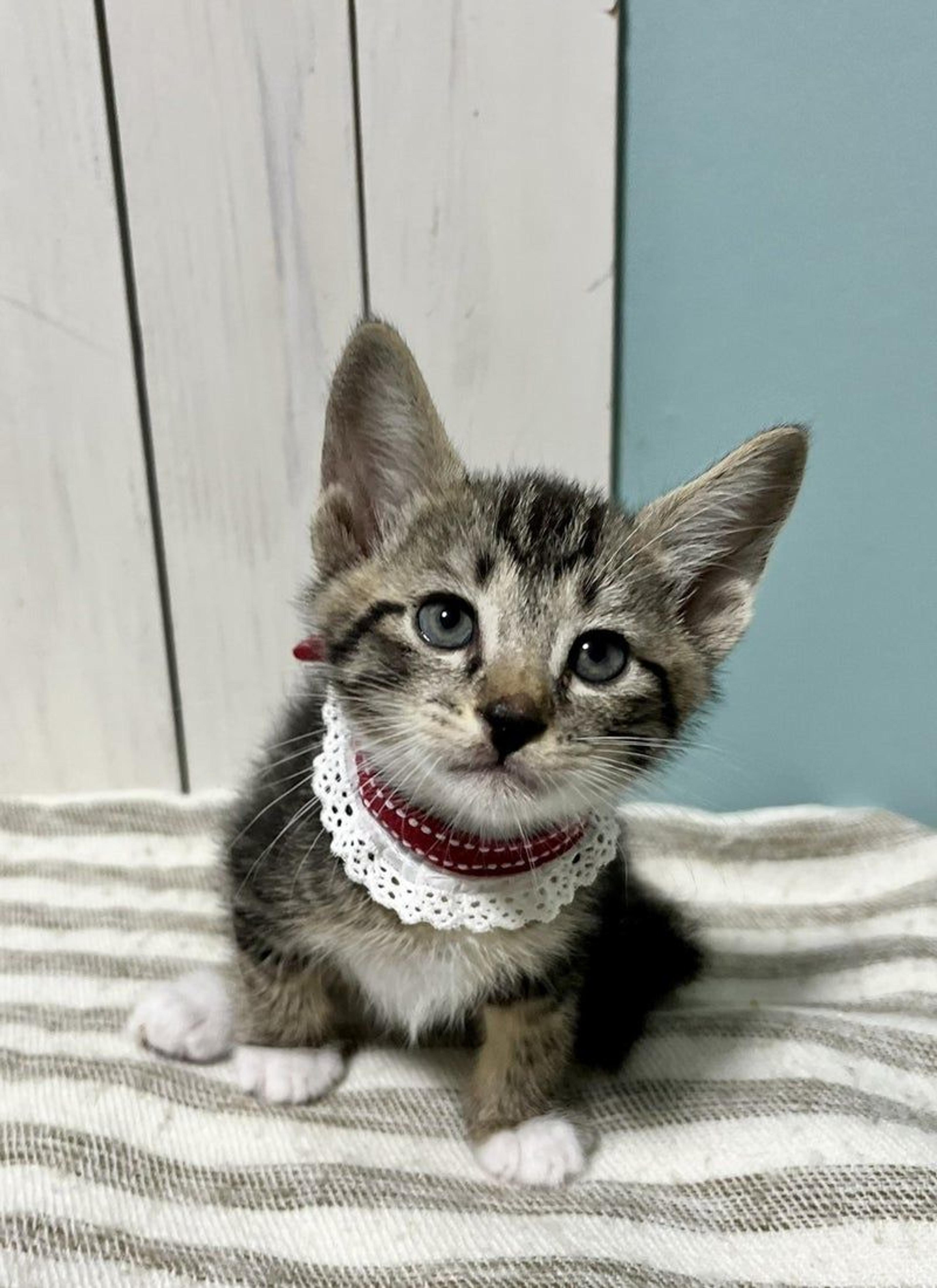 pet-image-2