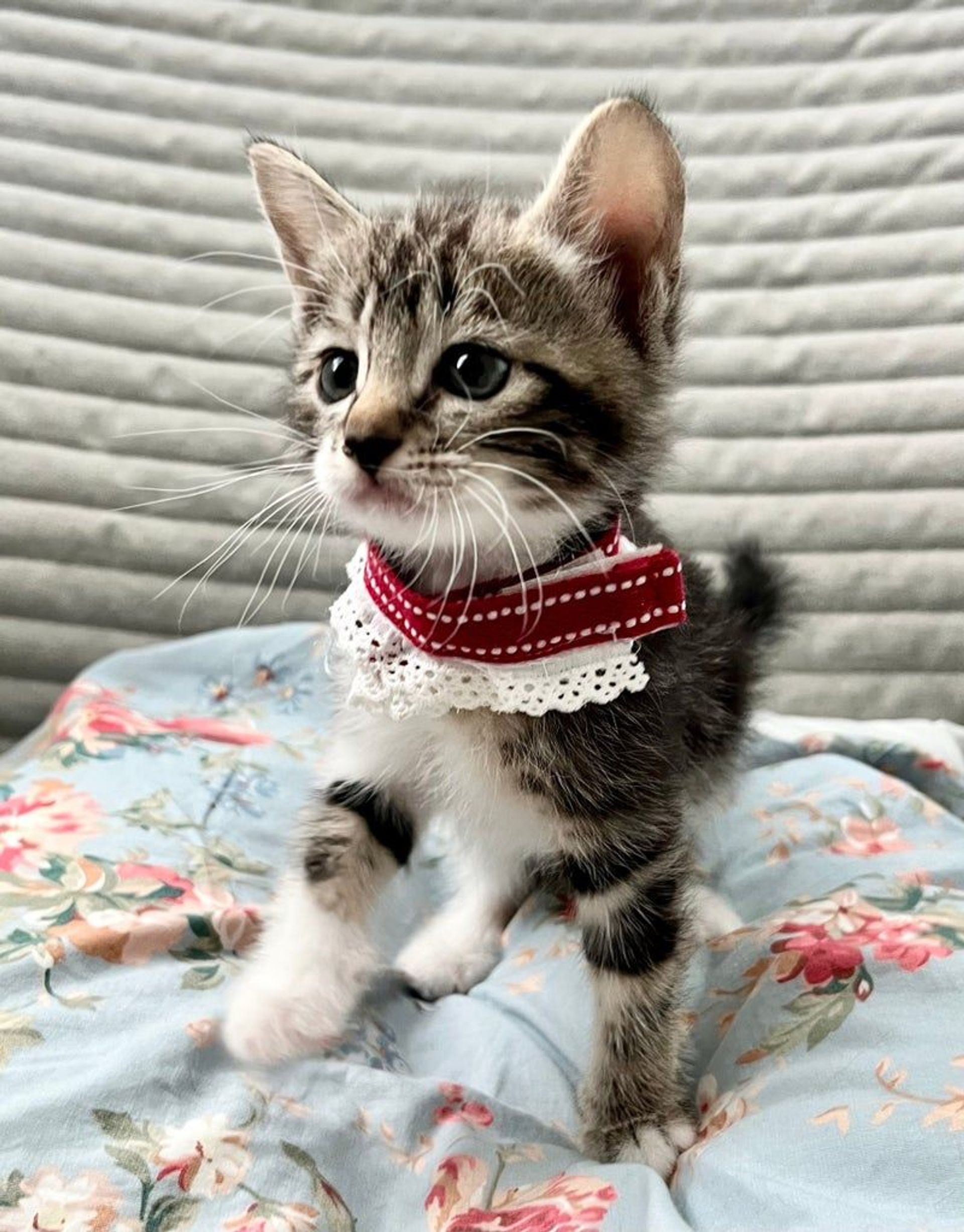 雑種（ミックス猫）・メスの里親募集の写真
