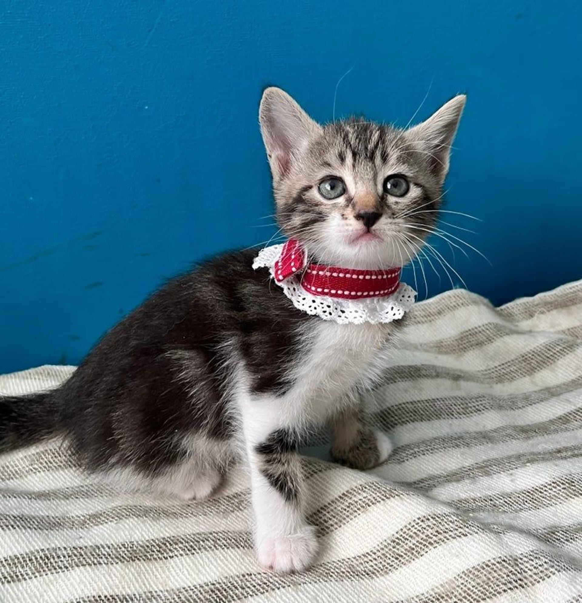 pet-image-3