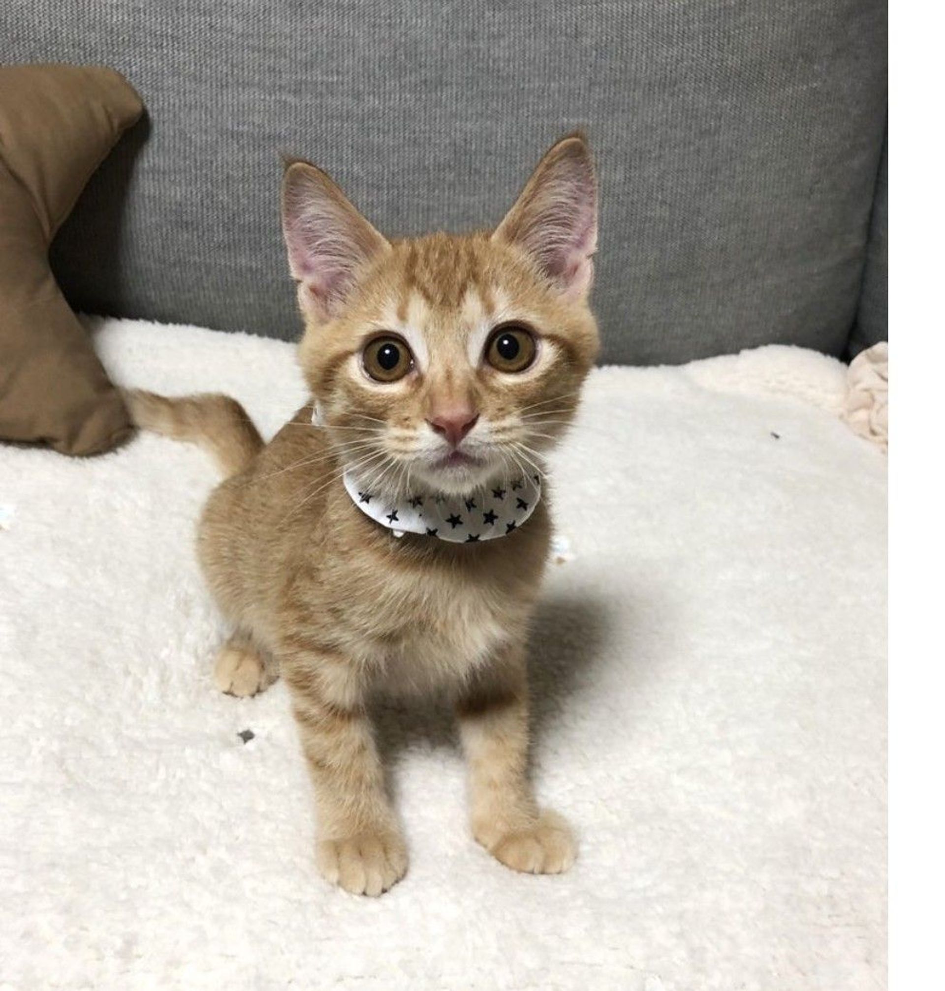 雑種（ミックス猫）・オスの里親募集の写真