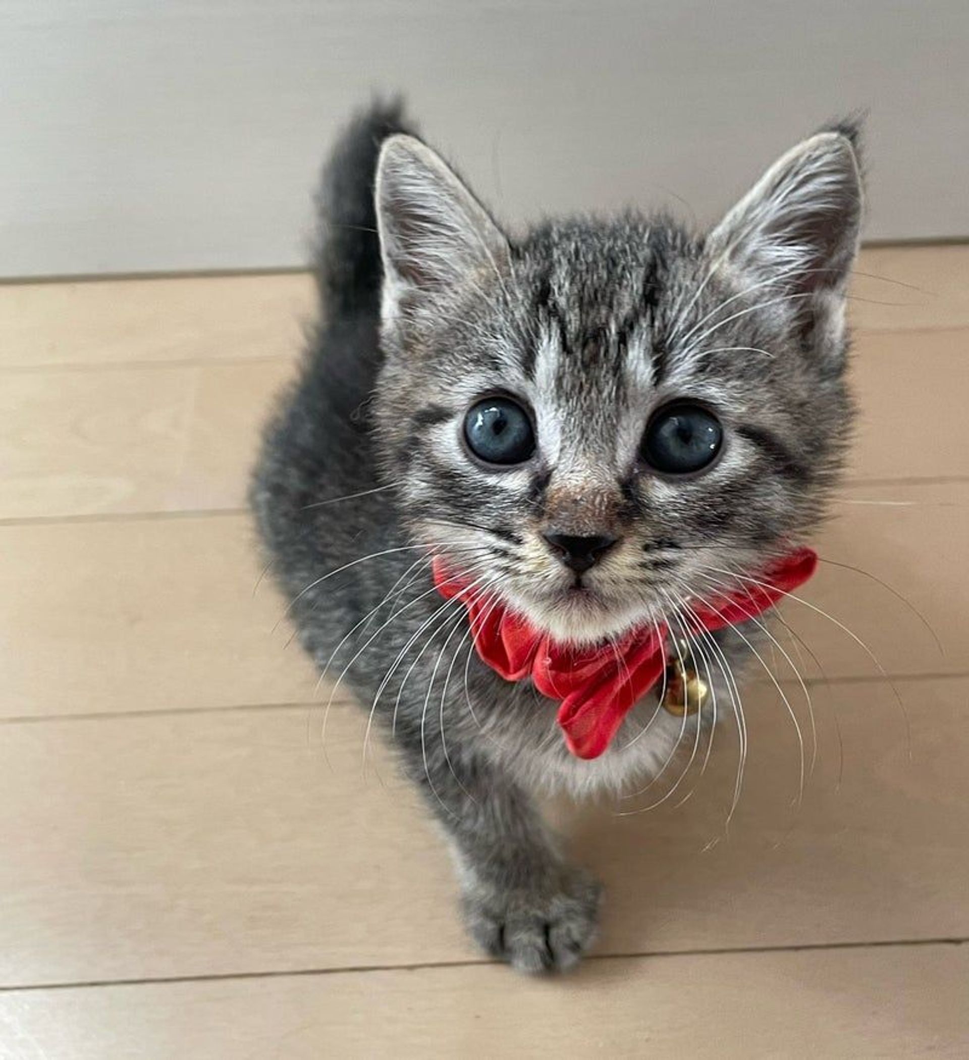 雑種（ミックス猫）・オスの里親募集の写真