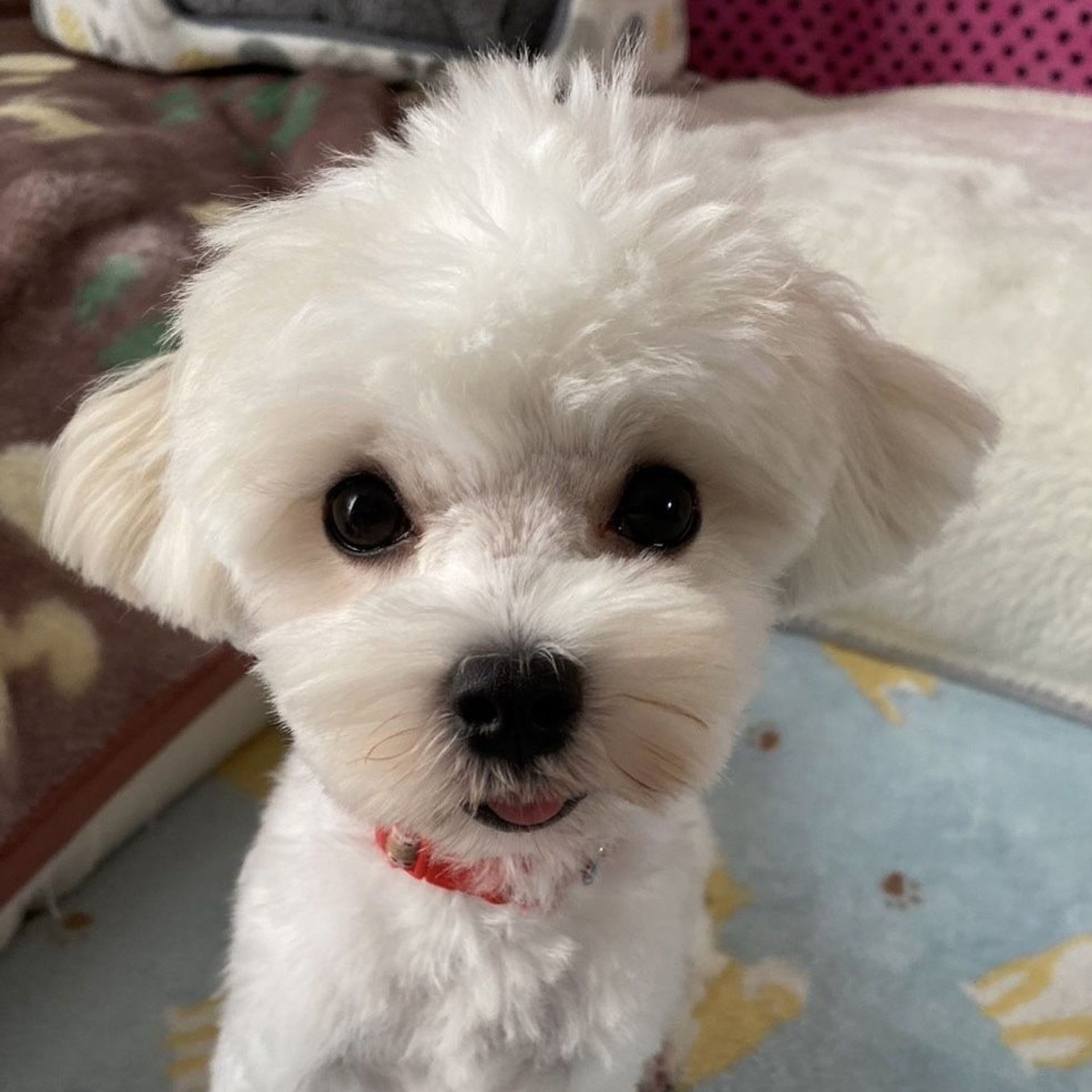 雑種（ミックス犬）・メスの里親募集の写真