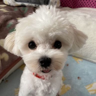 ムースちゃんの写真