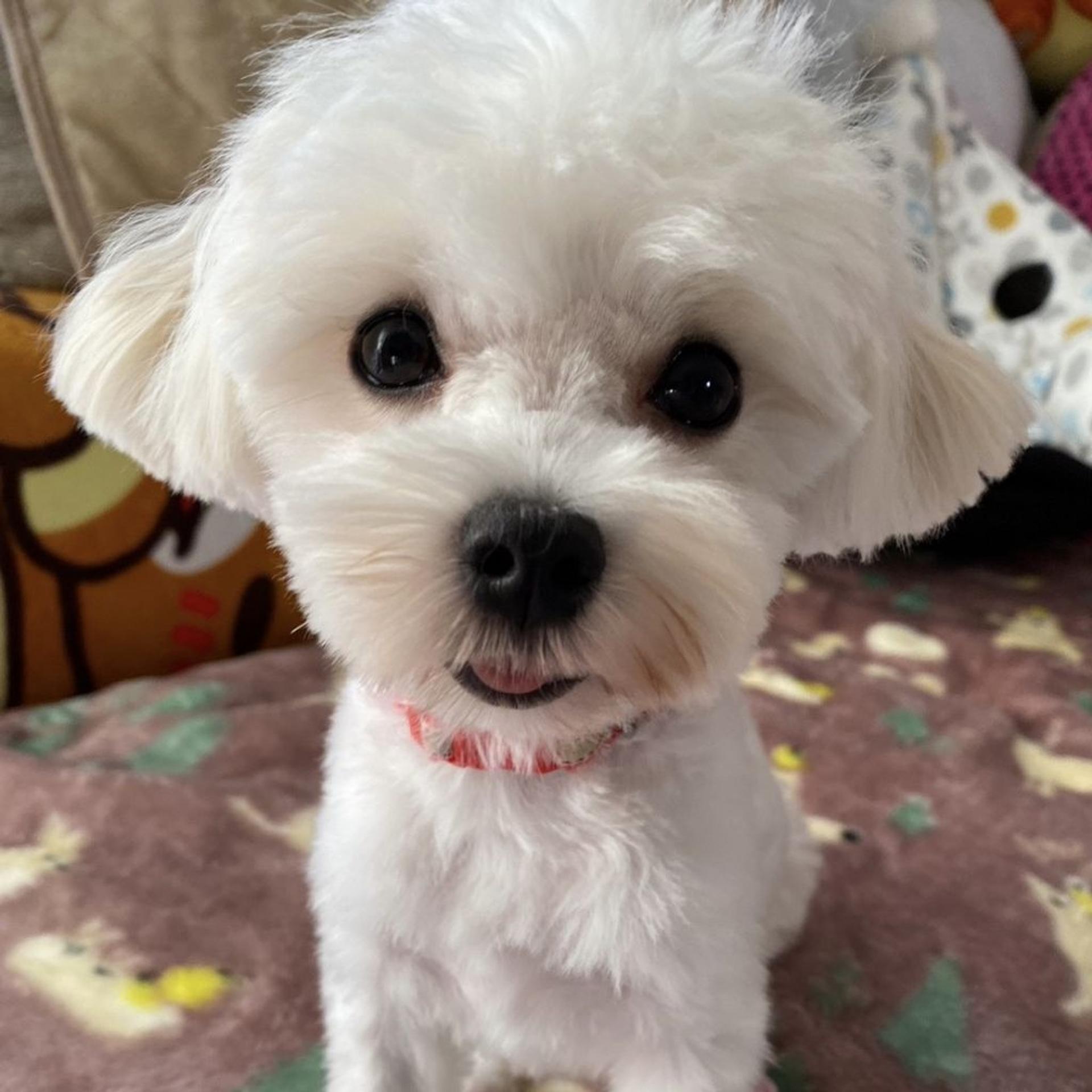 pet-image-3