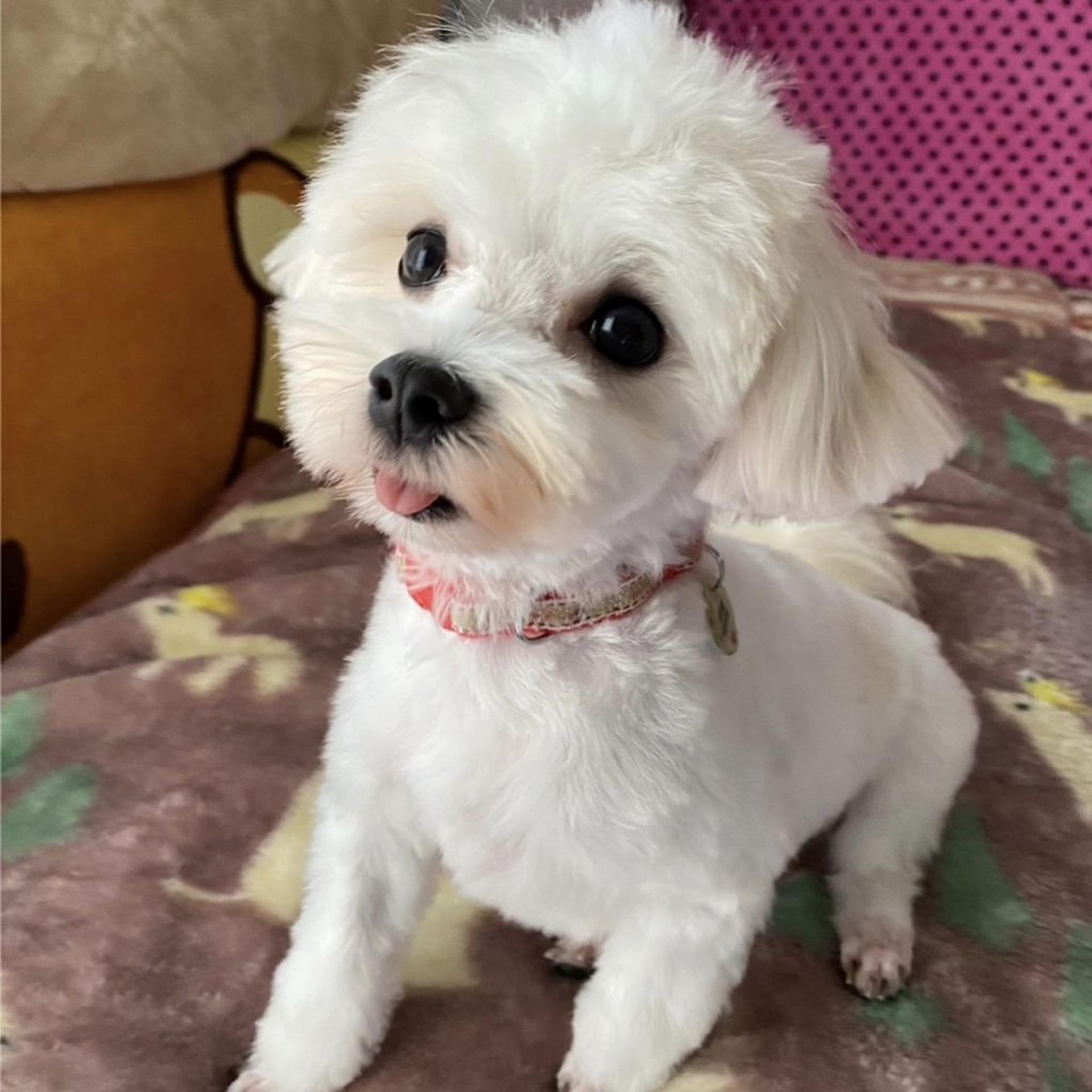 pet-image-5