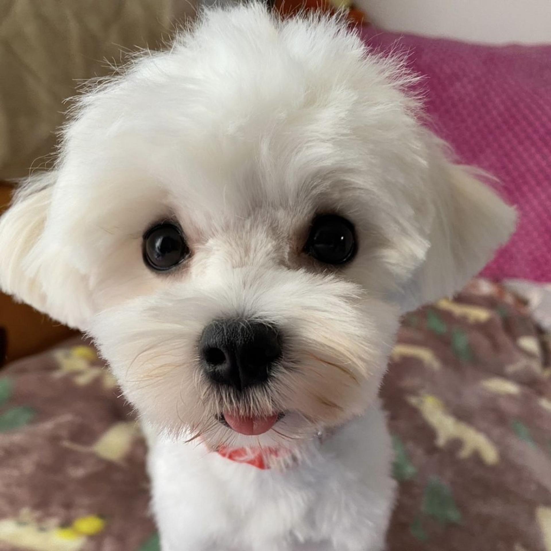 pet-image-6