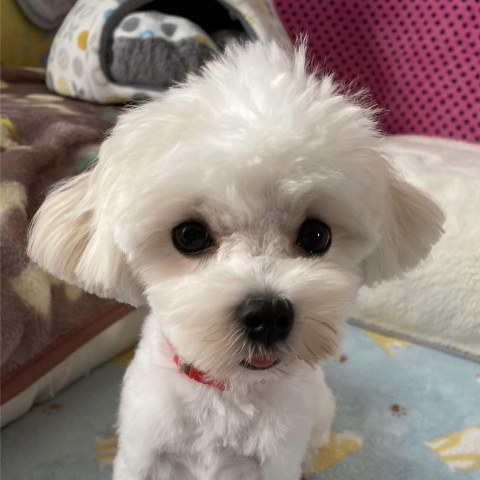 pet-image-7