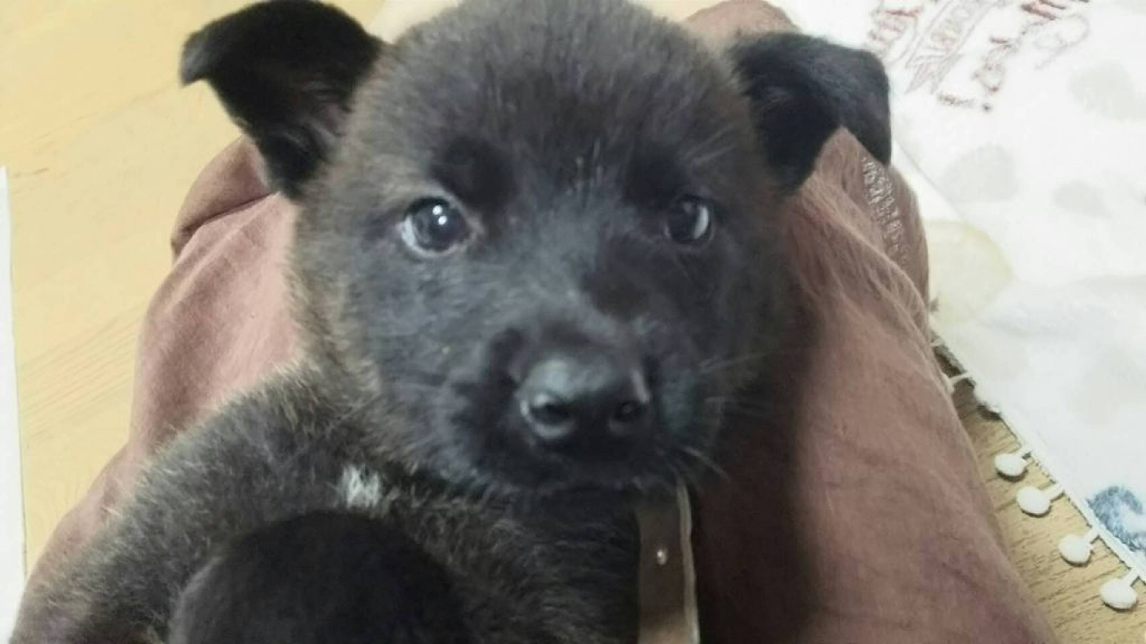 雑種（ミックス犬）・オスの里親募集の写真