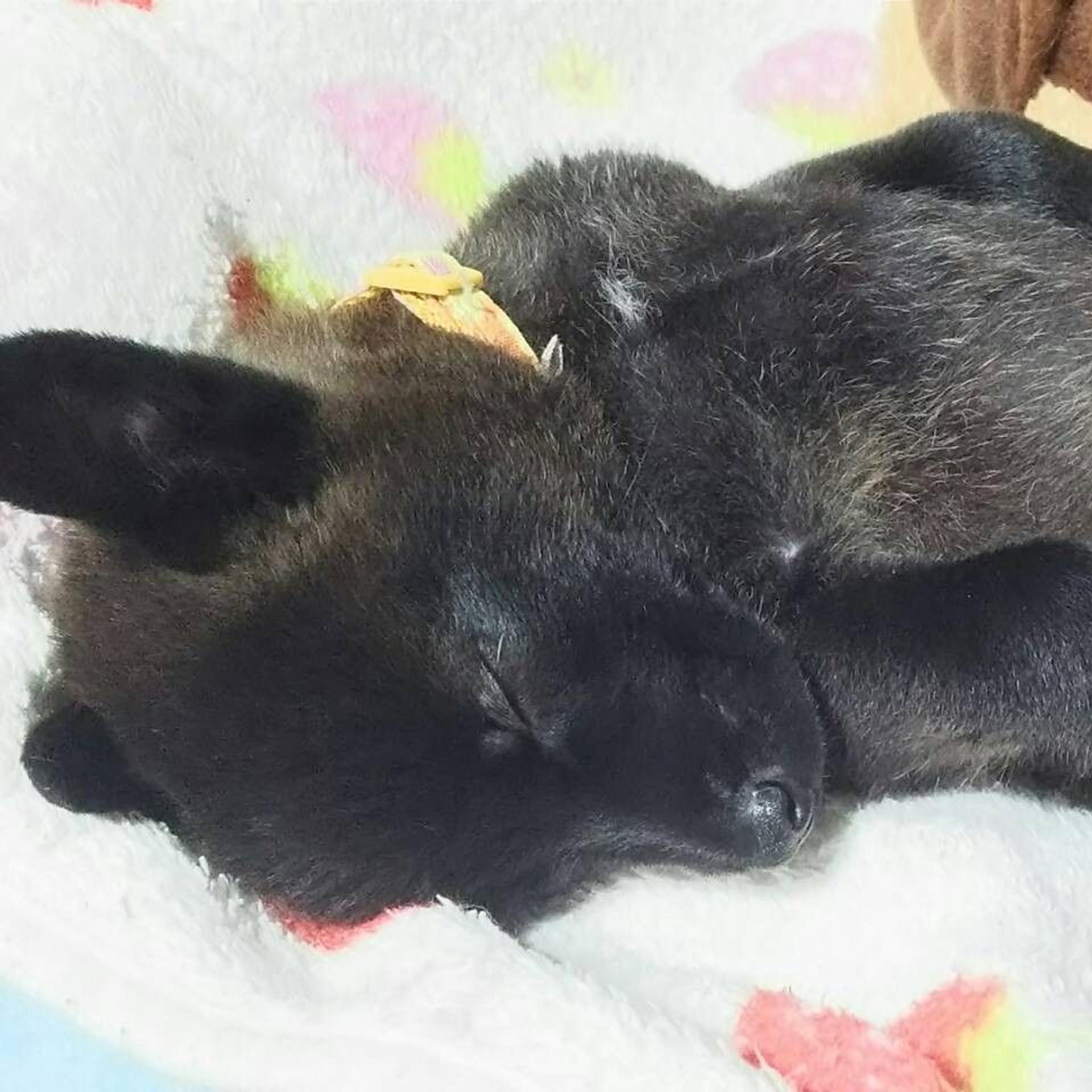 pet-image-2