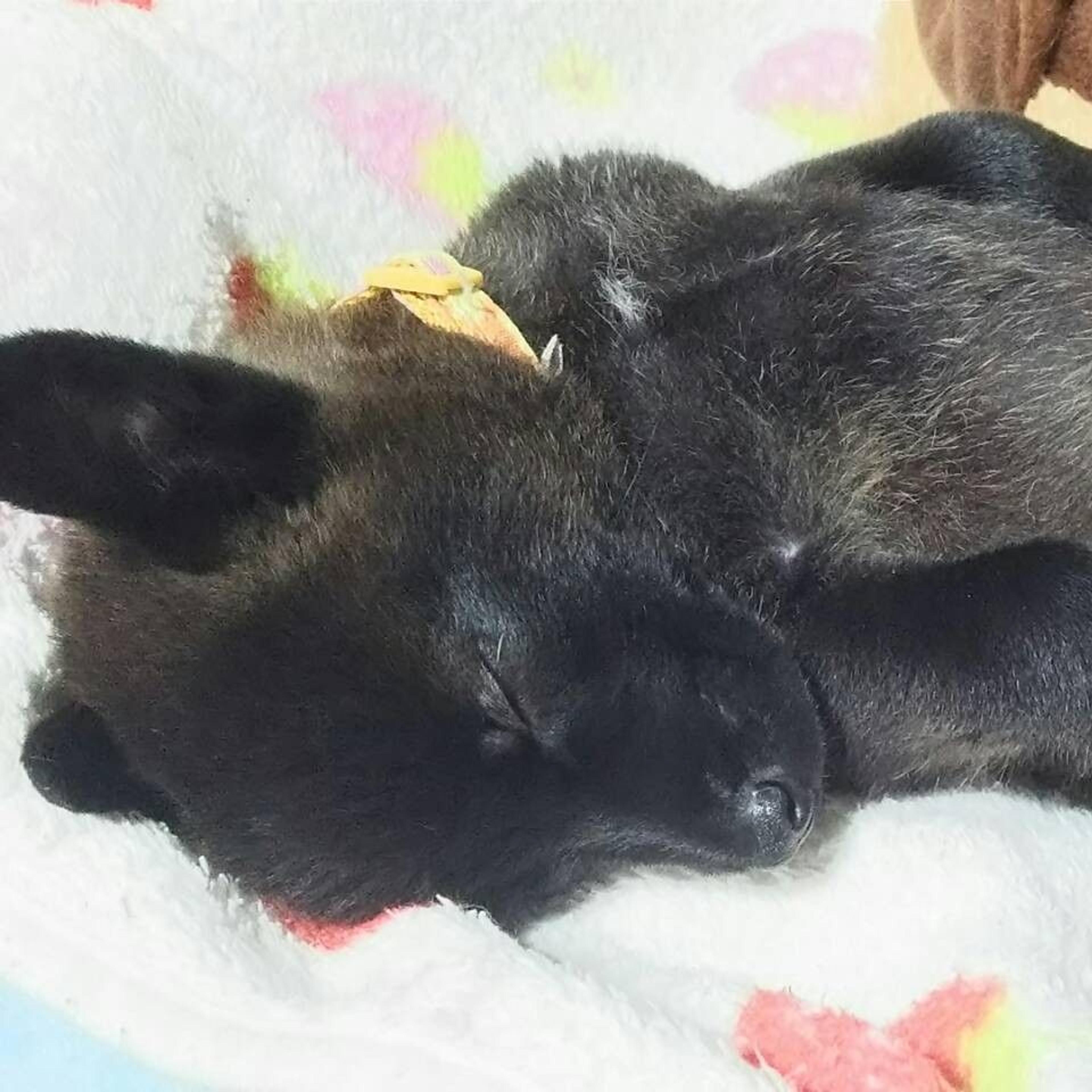 pet-image-2