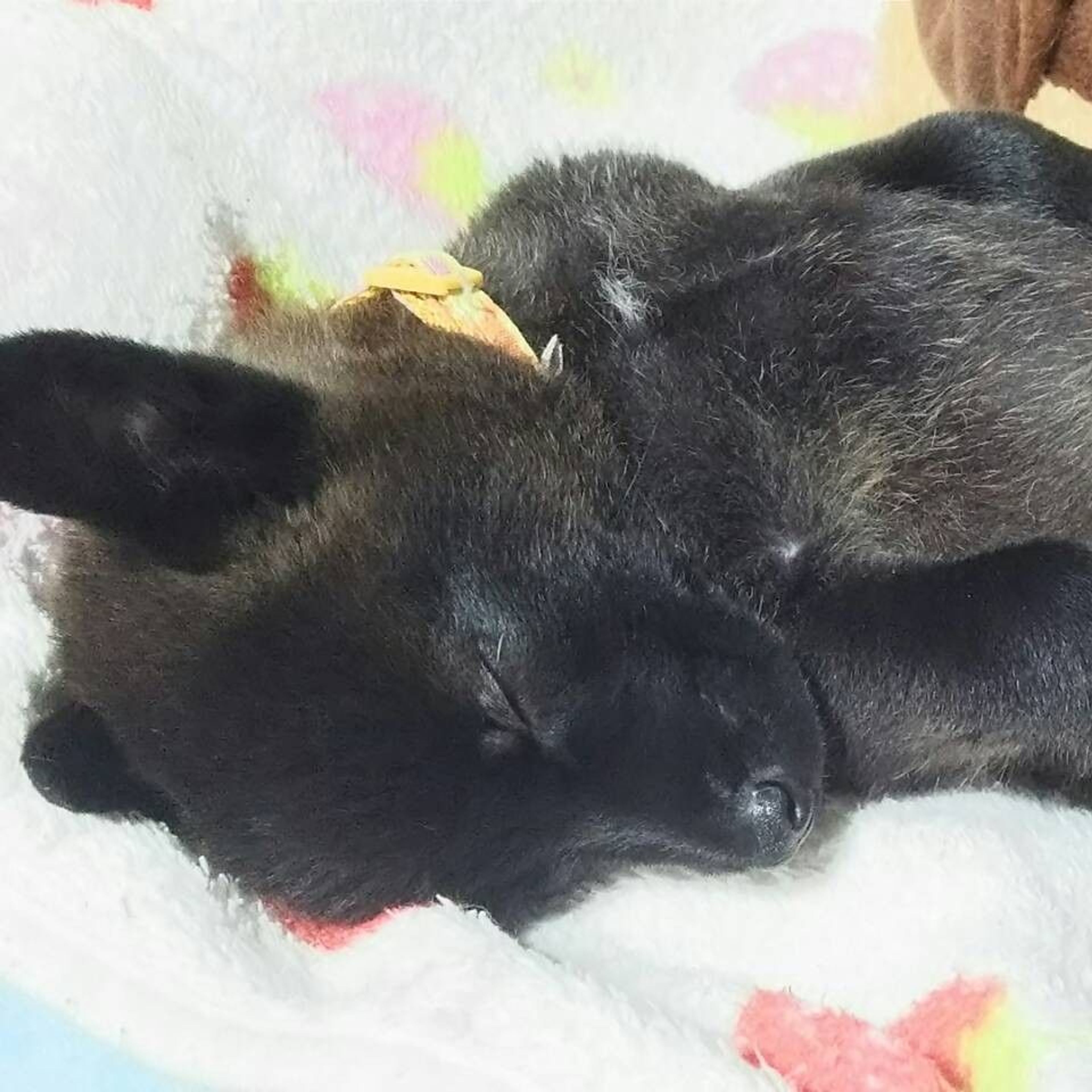 pet-image-2